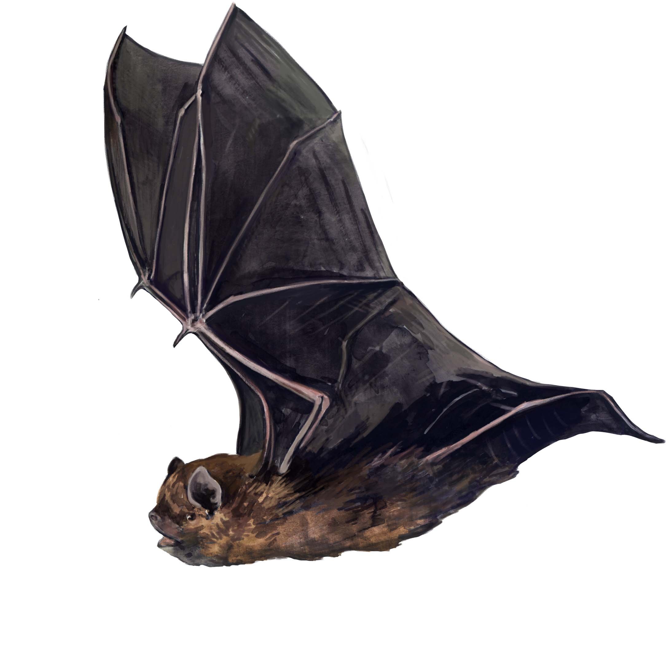 Mückenfledermaus .jpg
