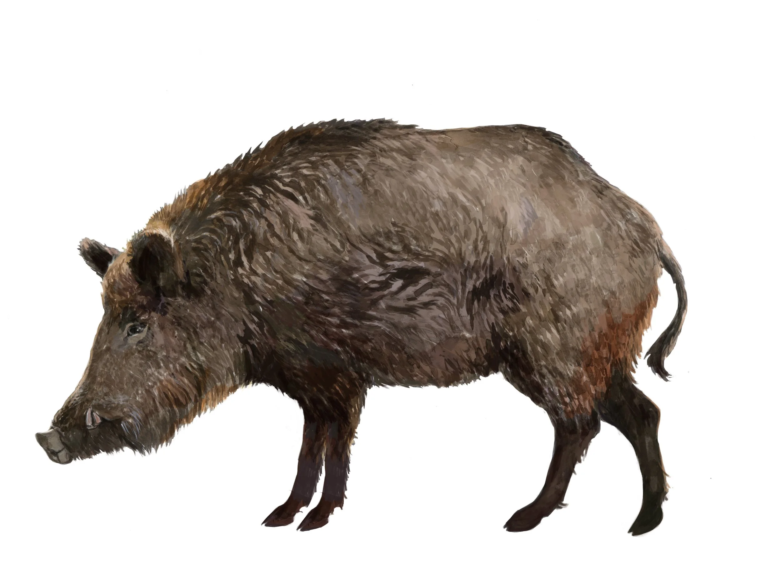 wildschwein.jpg