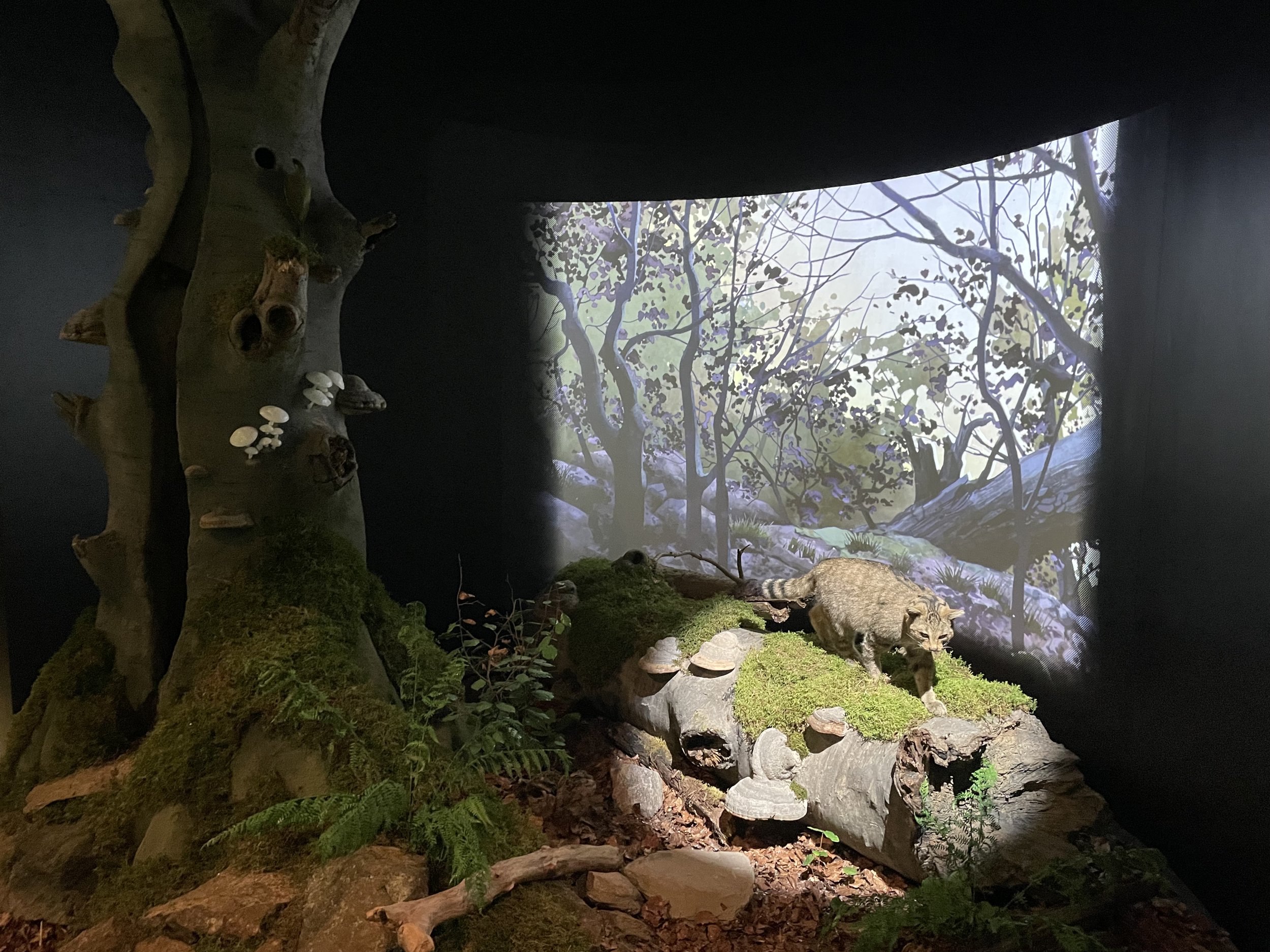 Naturpark Kellerwald-Edersee