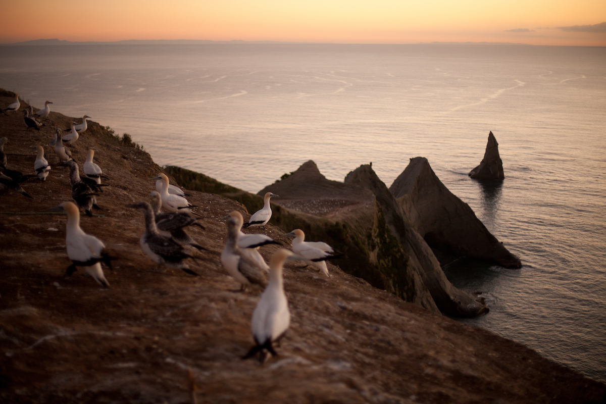 Gannet Colony at Cape Kidnappers - - Photo Credit to Hawke's Bay Tourism copy.jpg