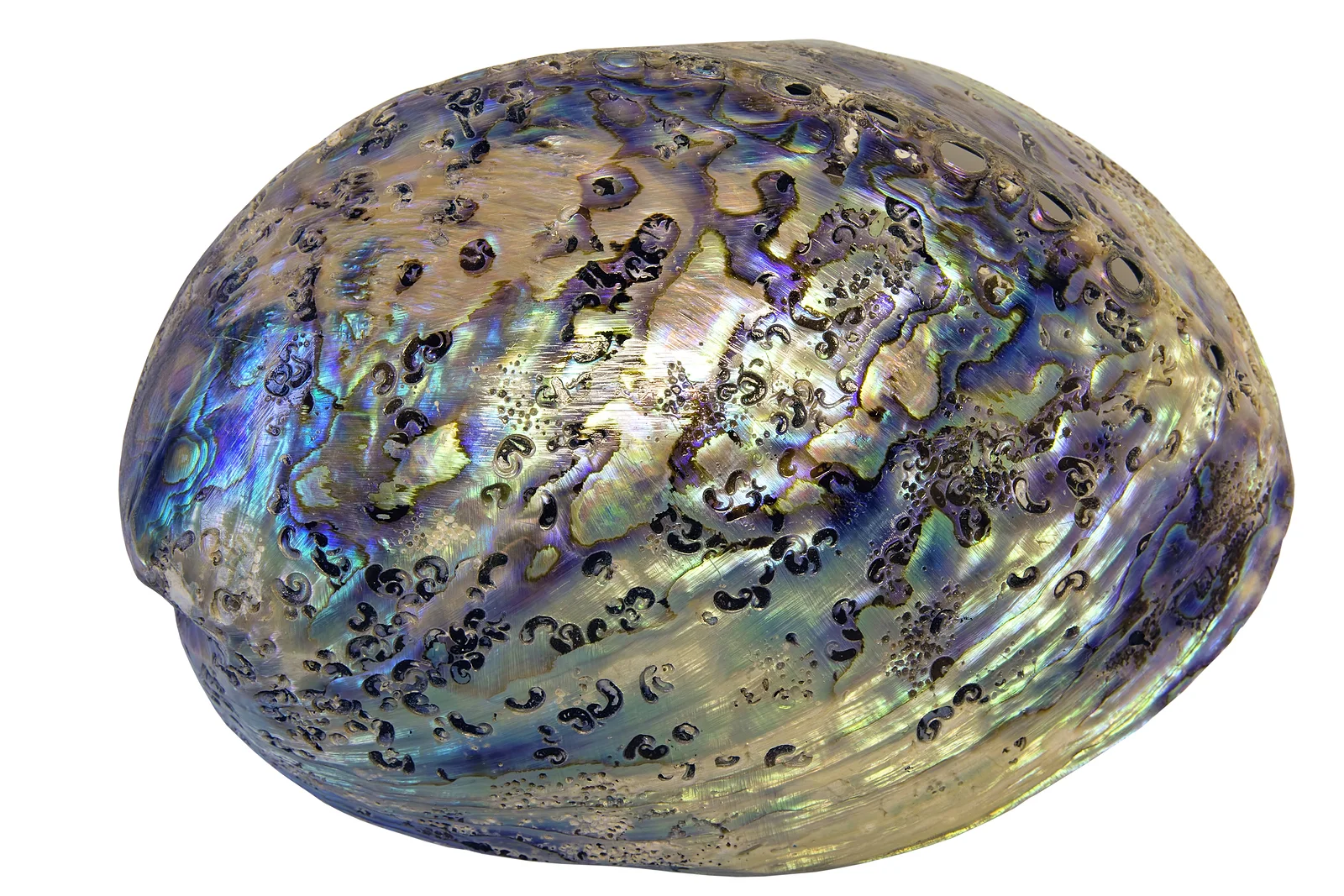 bigstock-Paua-Abalone-Shell-Closeup-40706701.jpg