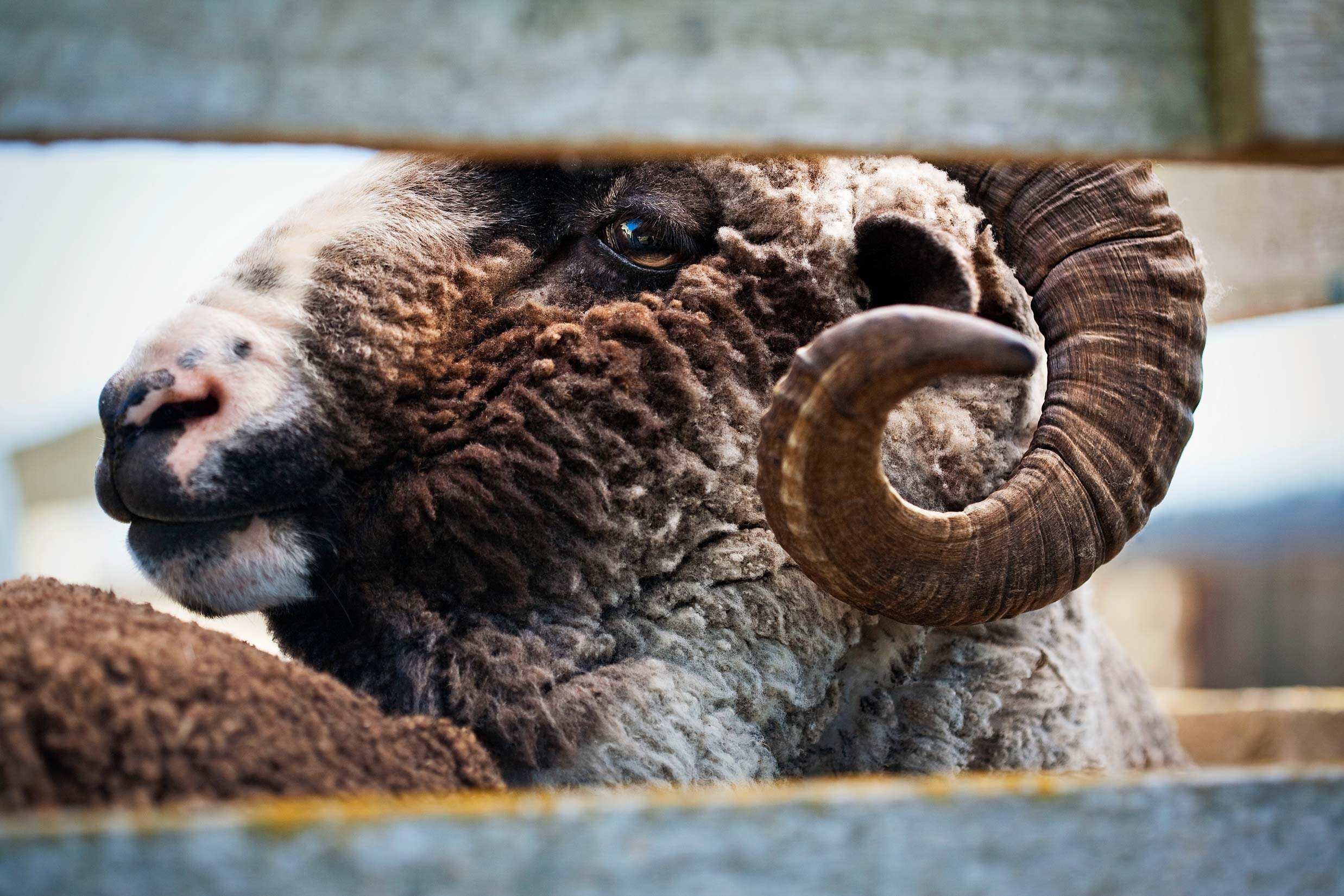 10014-0590-Image-Workshop-Melbourne-photographer-New-Zealand-merino-sheep-farm-wool-ram.jpg