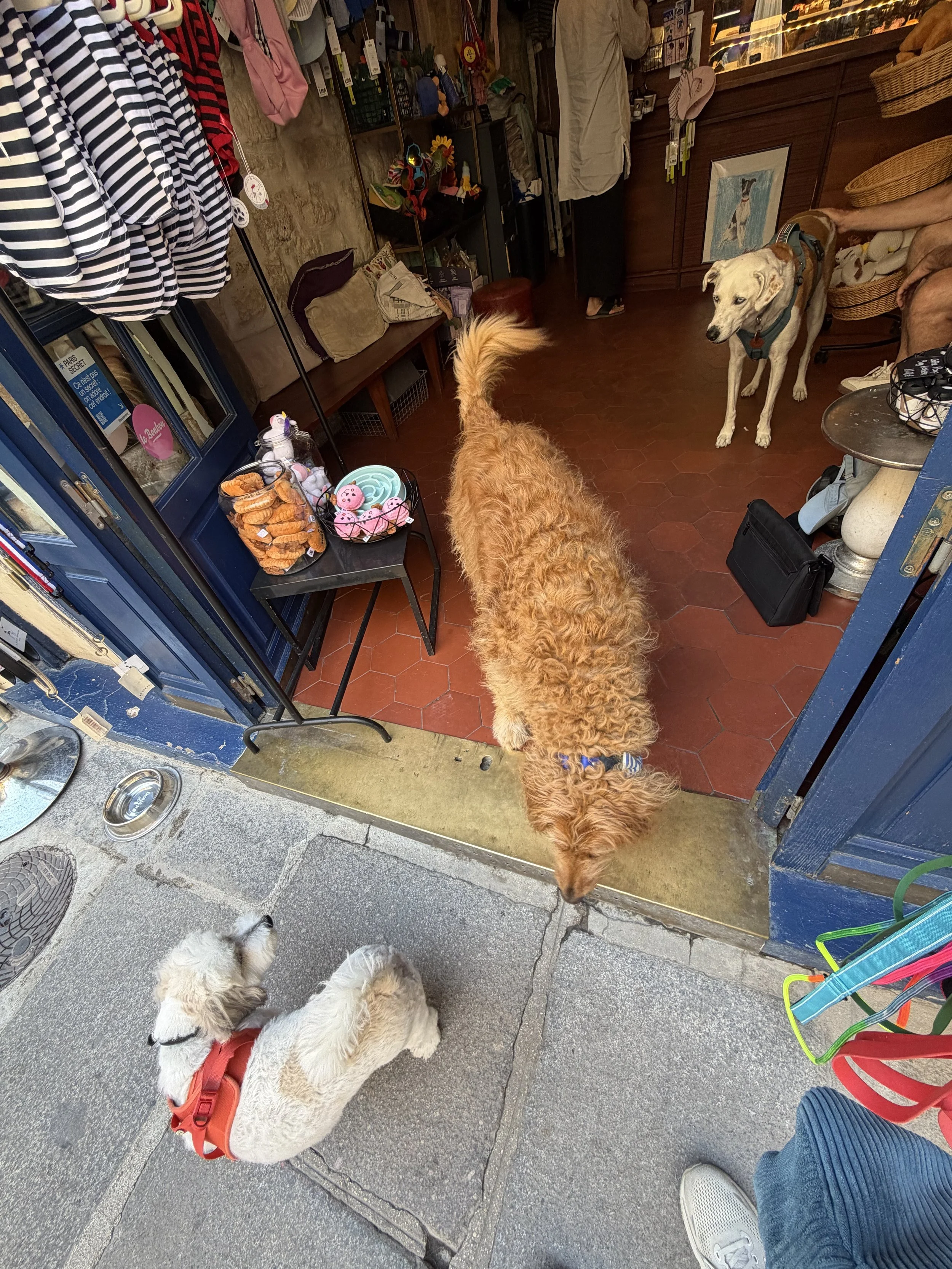 Le bone appart dog cafe in Paris