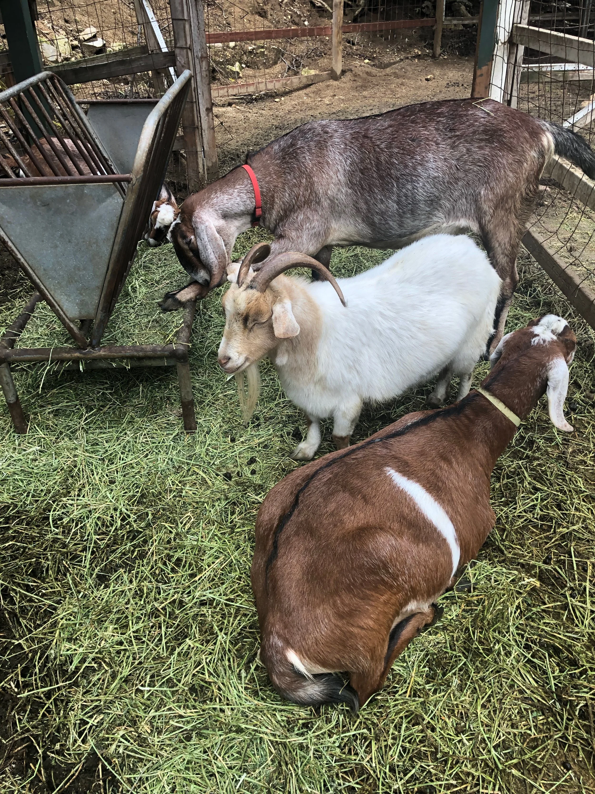 Chantry Flats goats