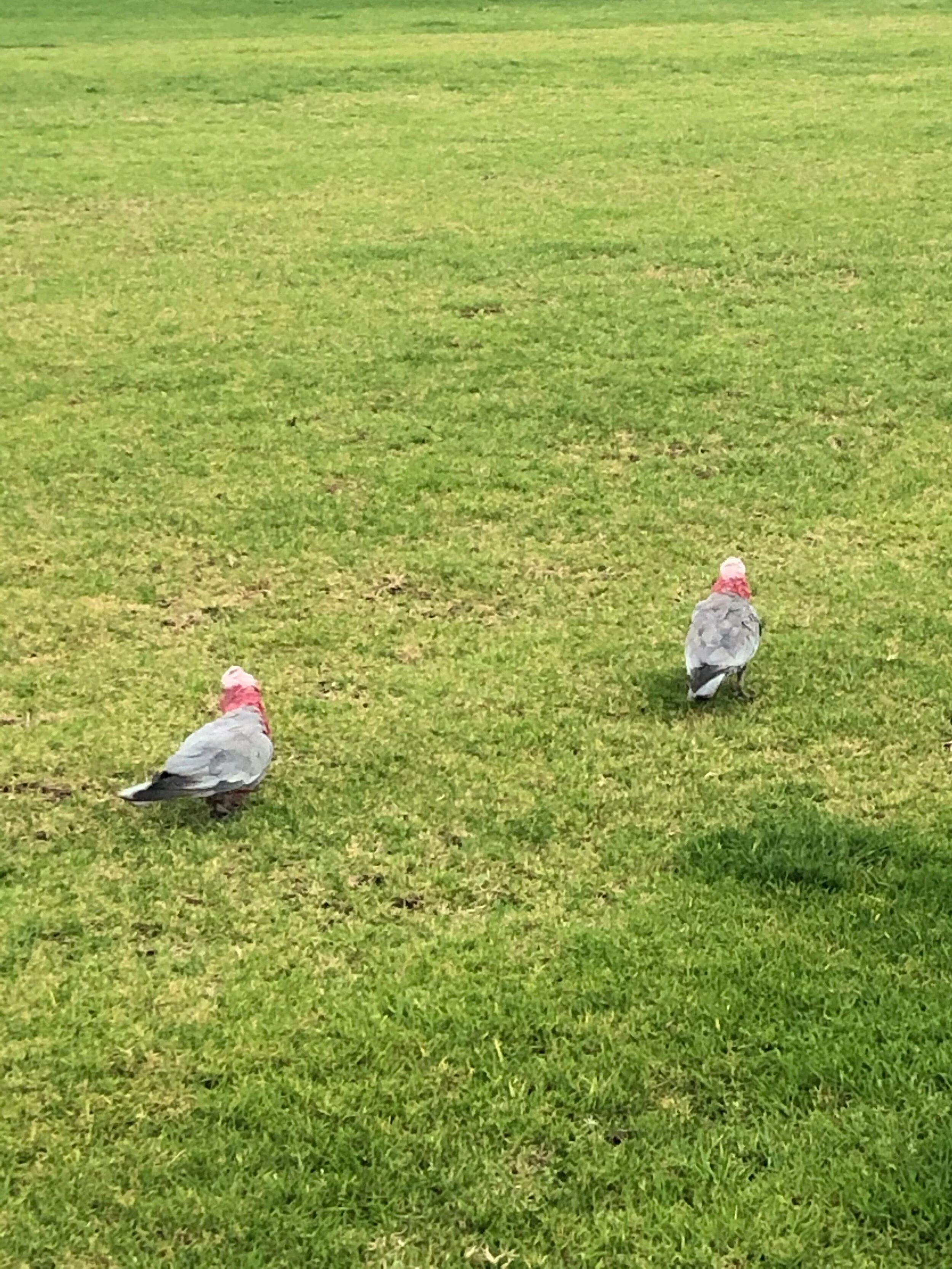 Galahs NSW