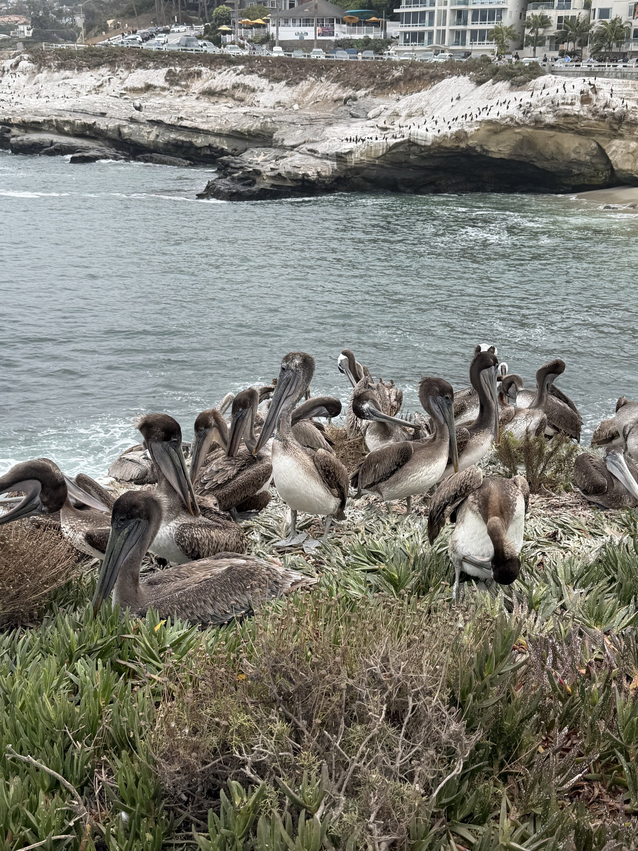 Pelicans in la jolla california