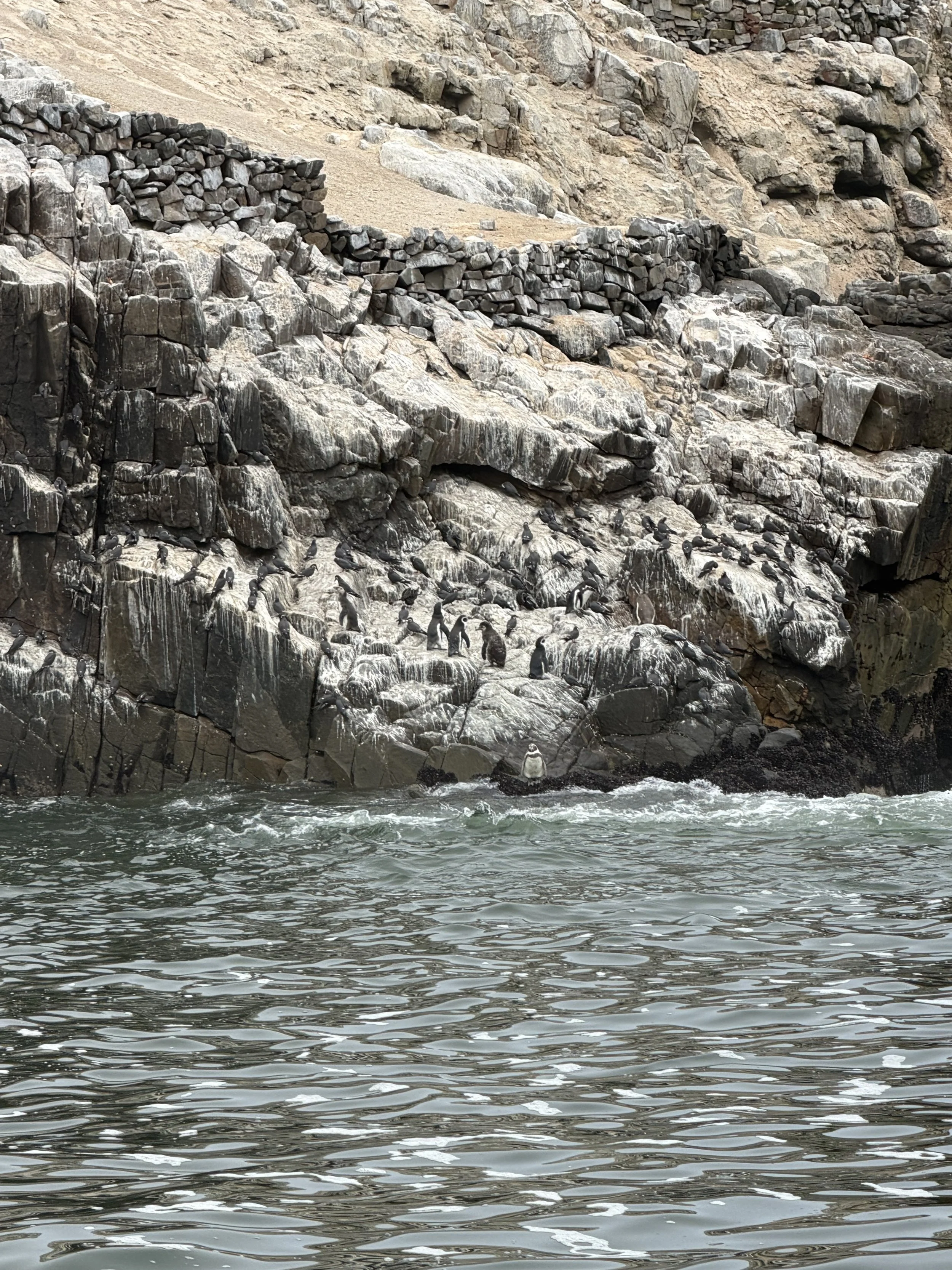 Humboldt penguins on rocks
