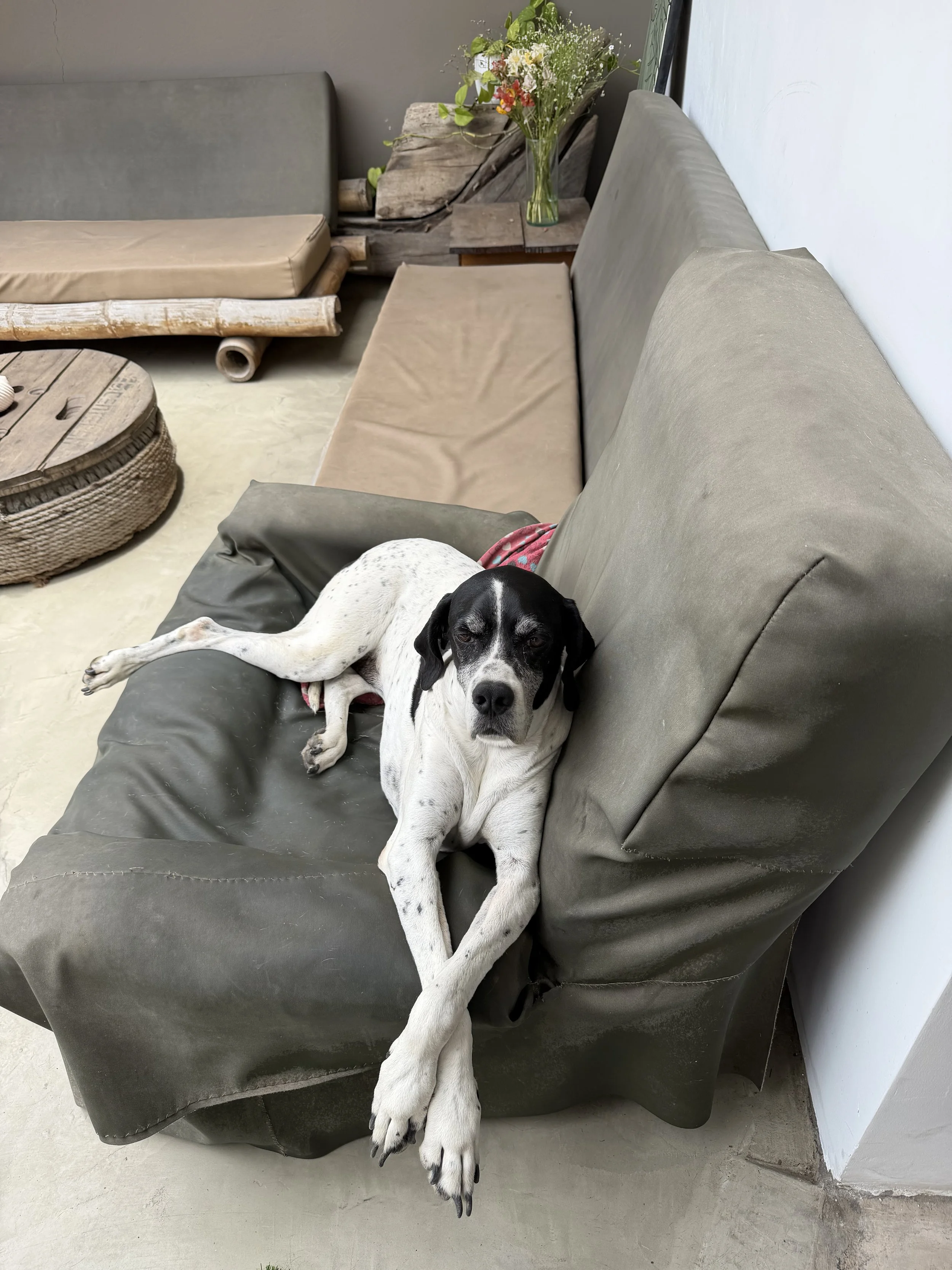 Dog on an outdoor chair