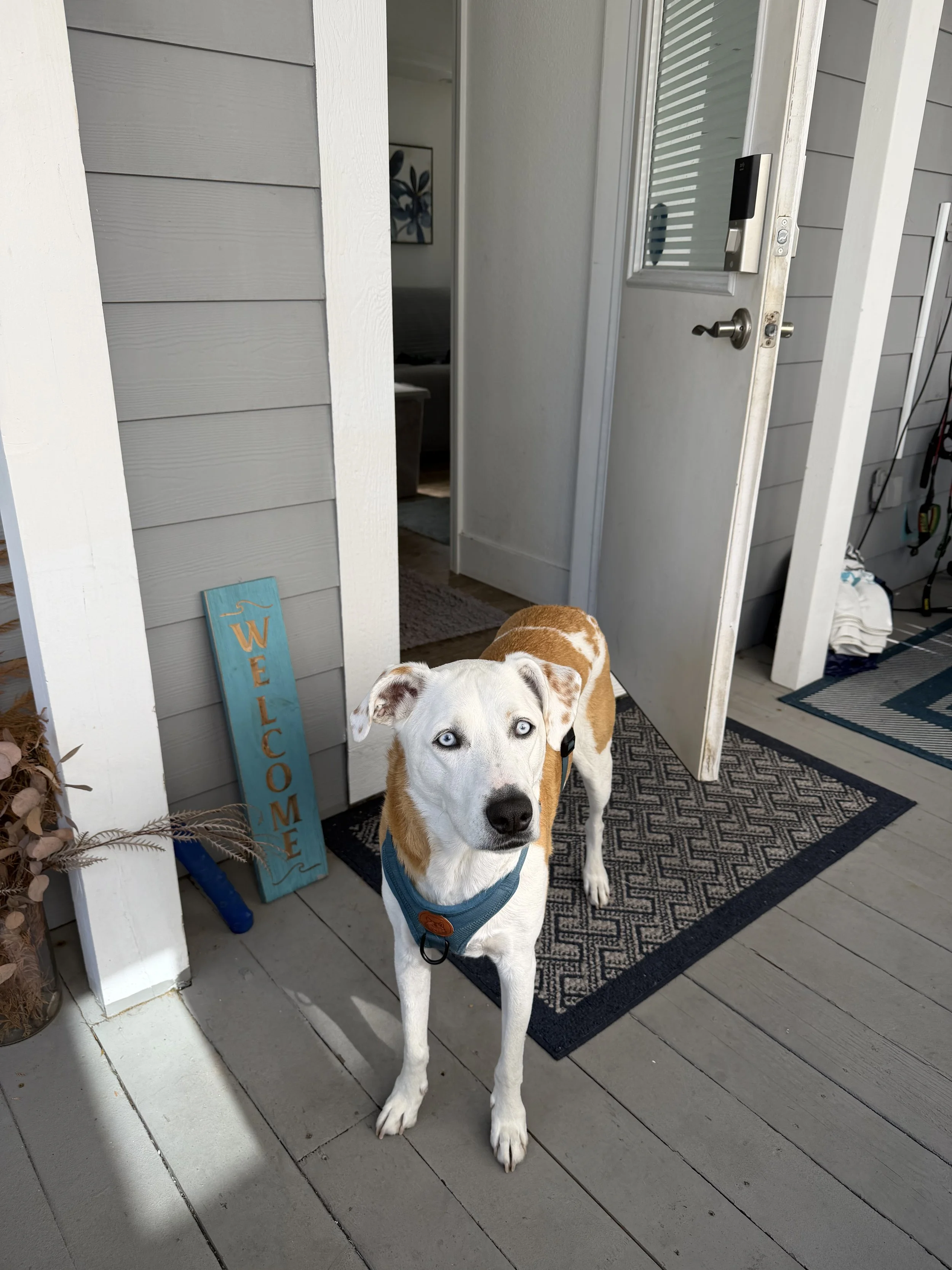 Mobile home and welcome dog in Leucadia