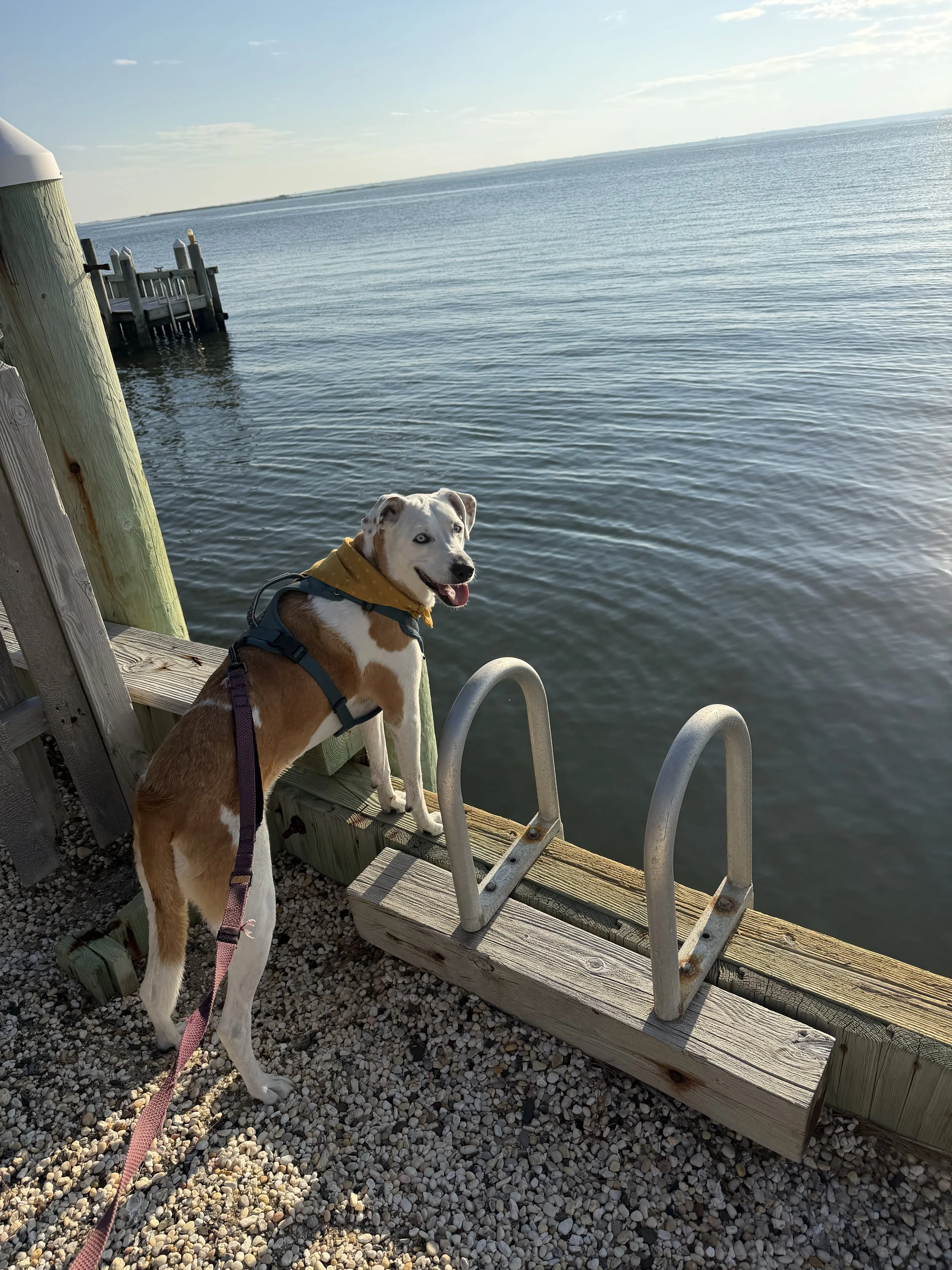 Dog by the bay in long beach island new jersey