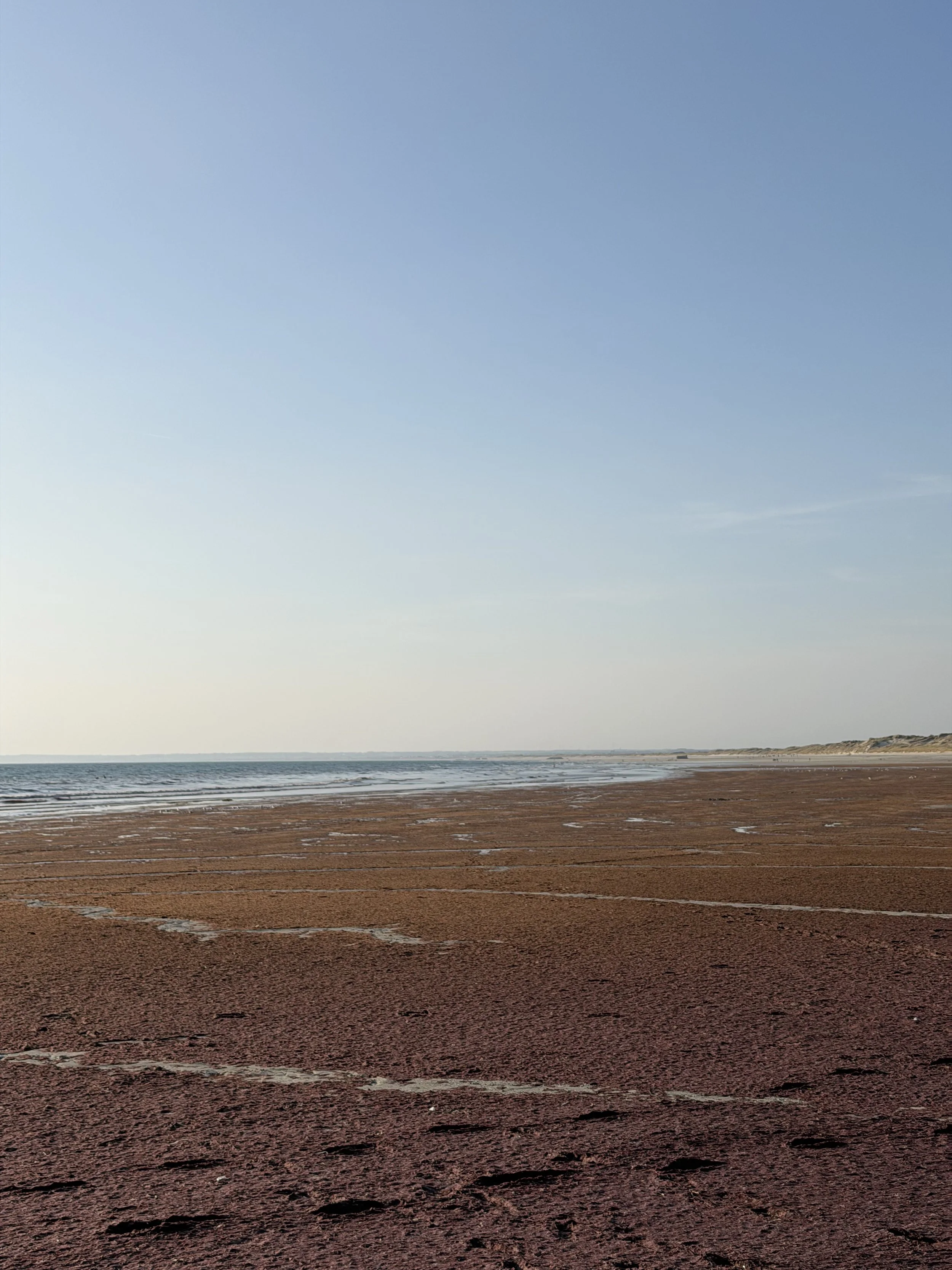 Red seaweed beach Brittany