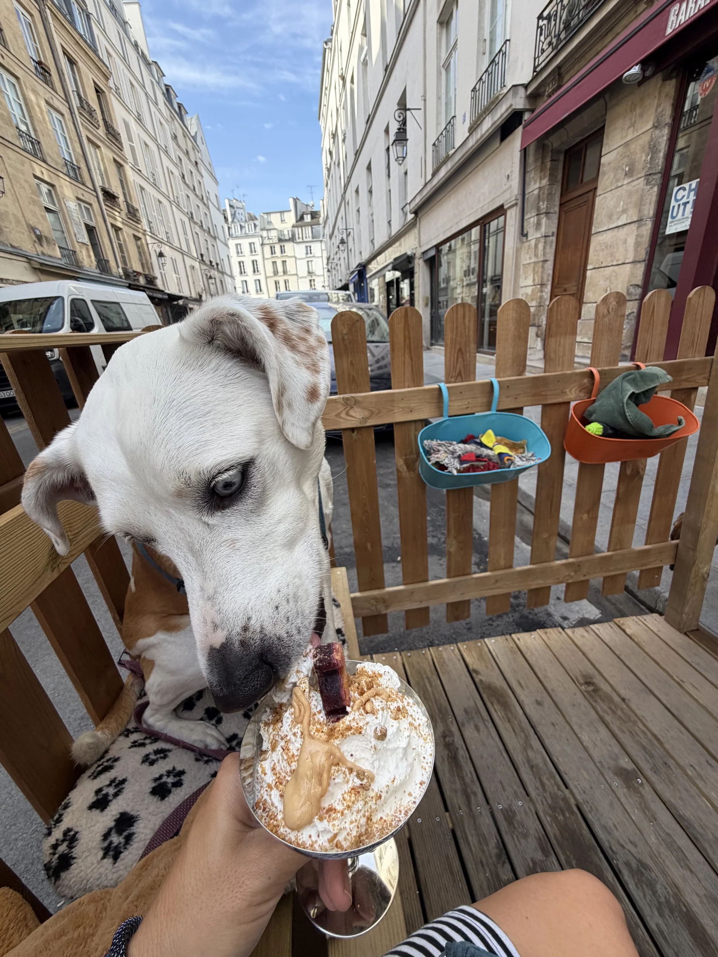Pup cup in Paris