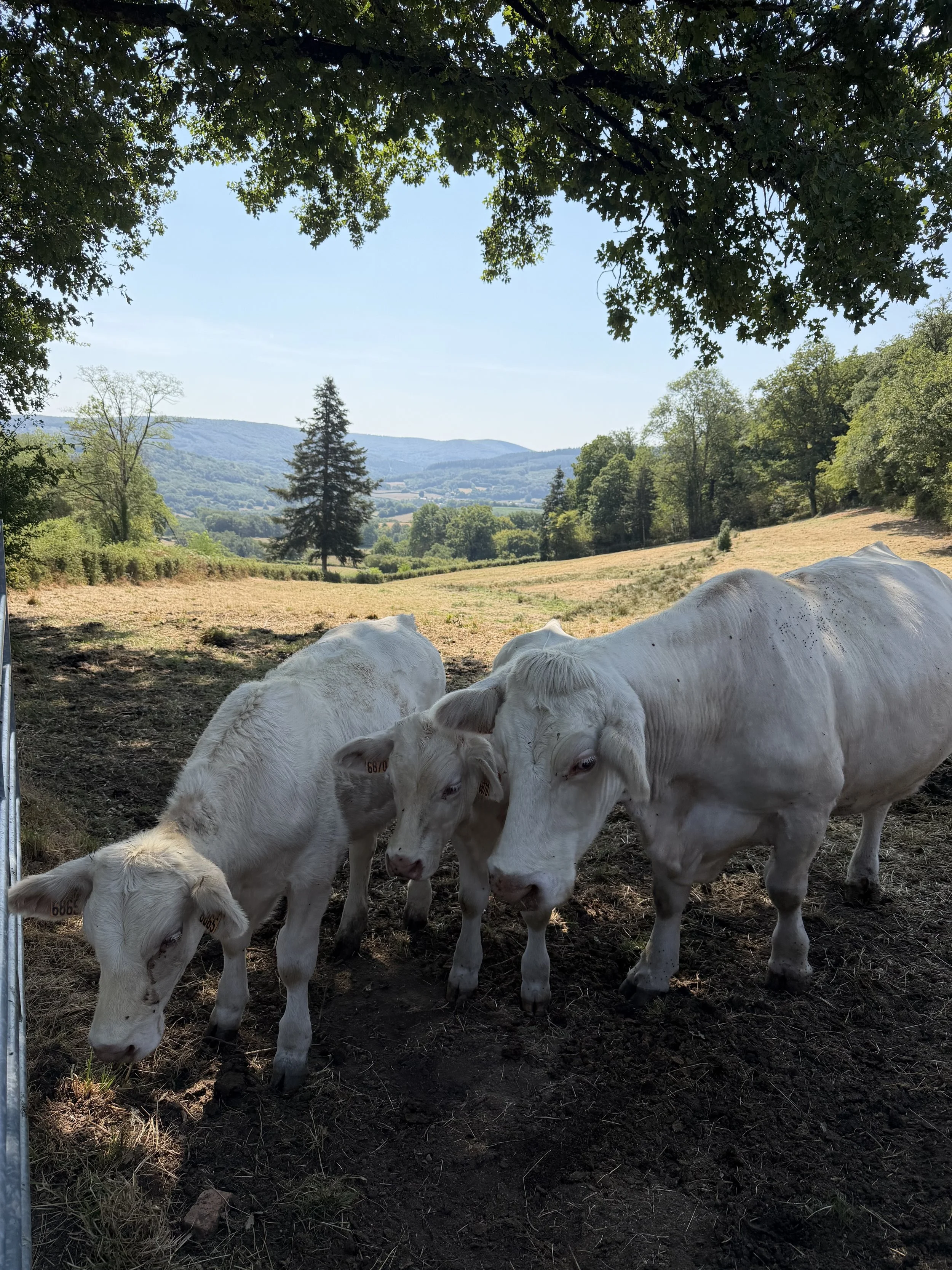 Cows in Morvan France