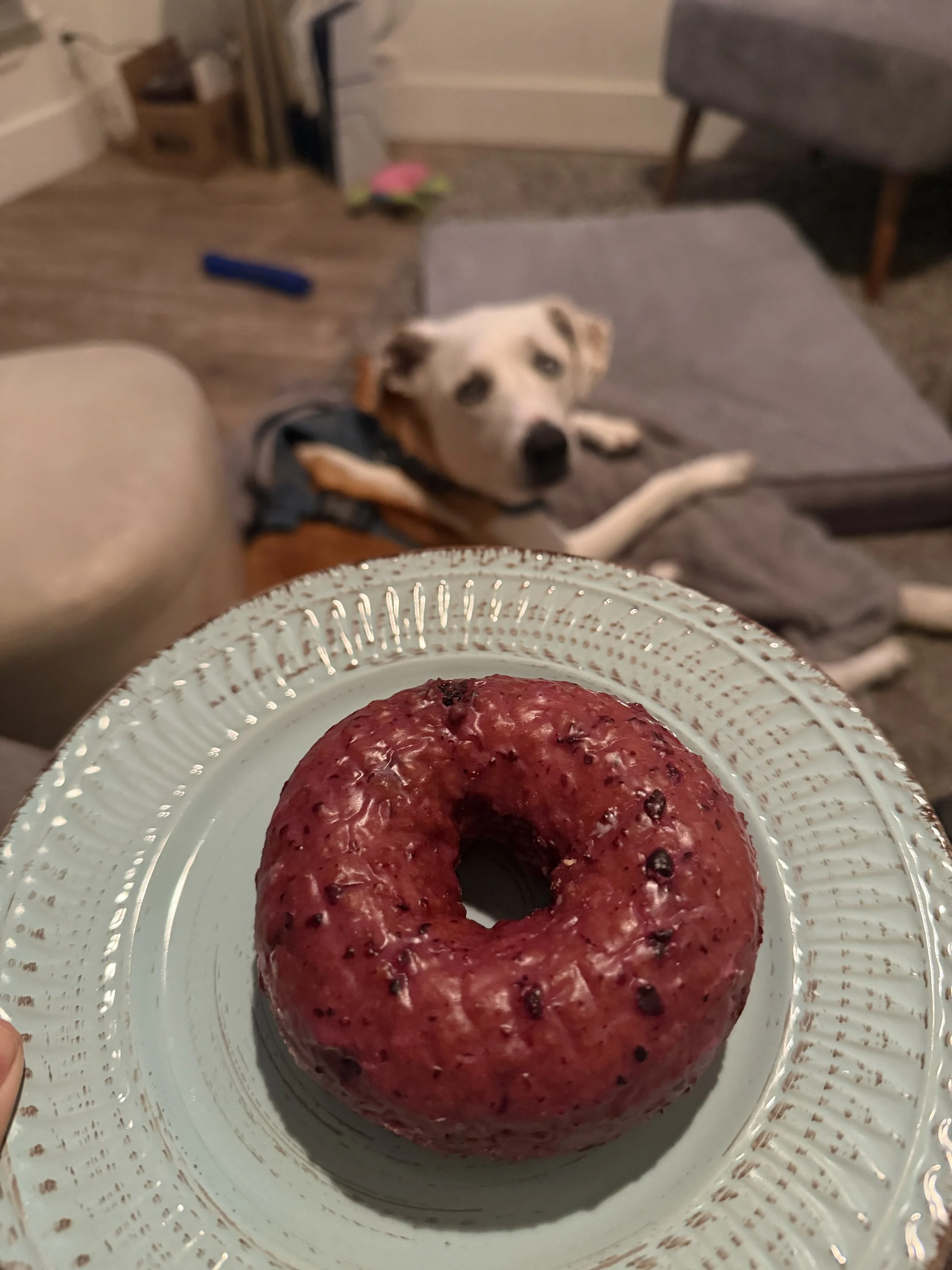 Donut and dog