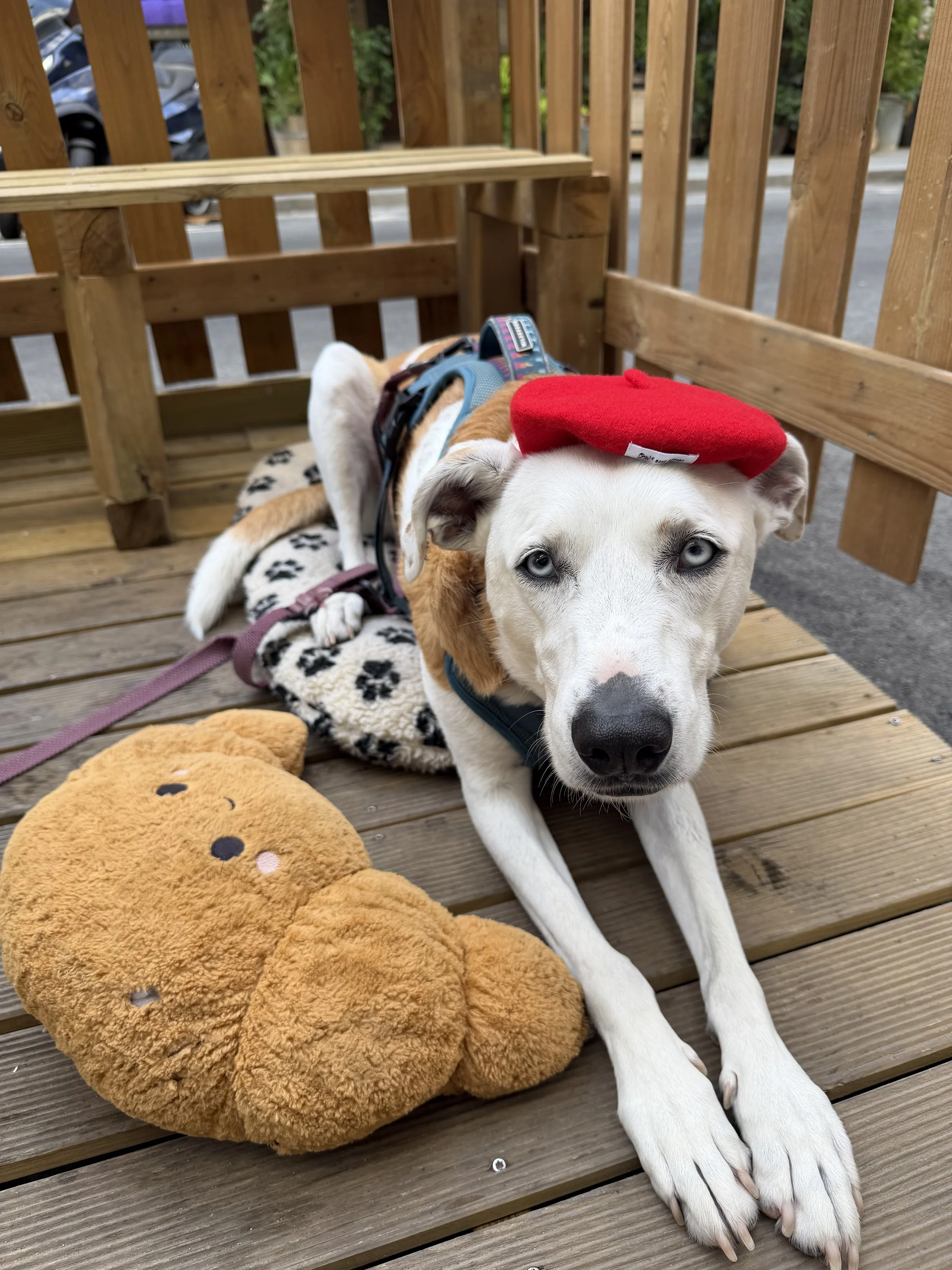 Dog in beret with croissant