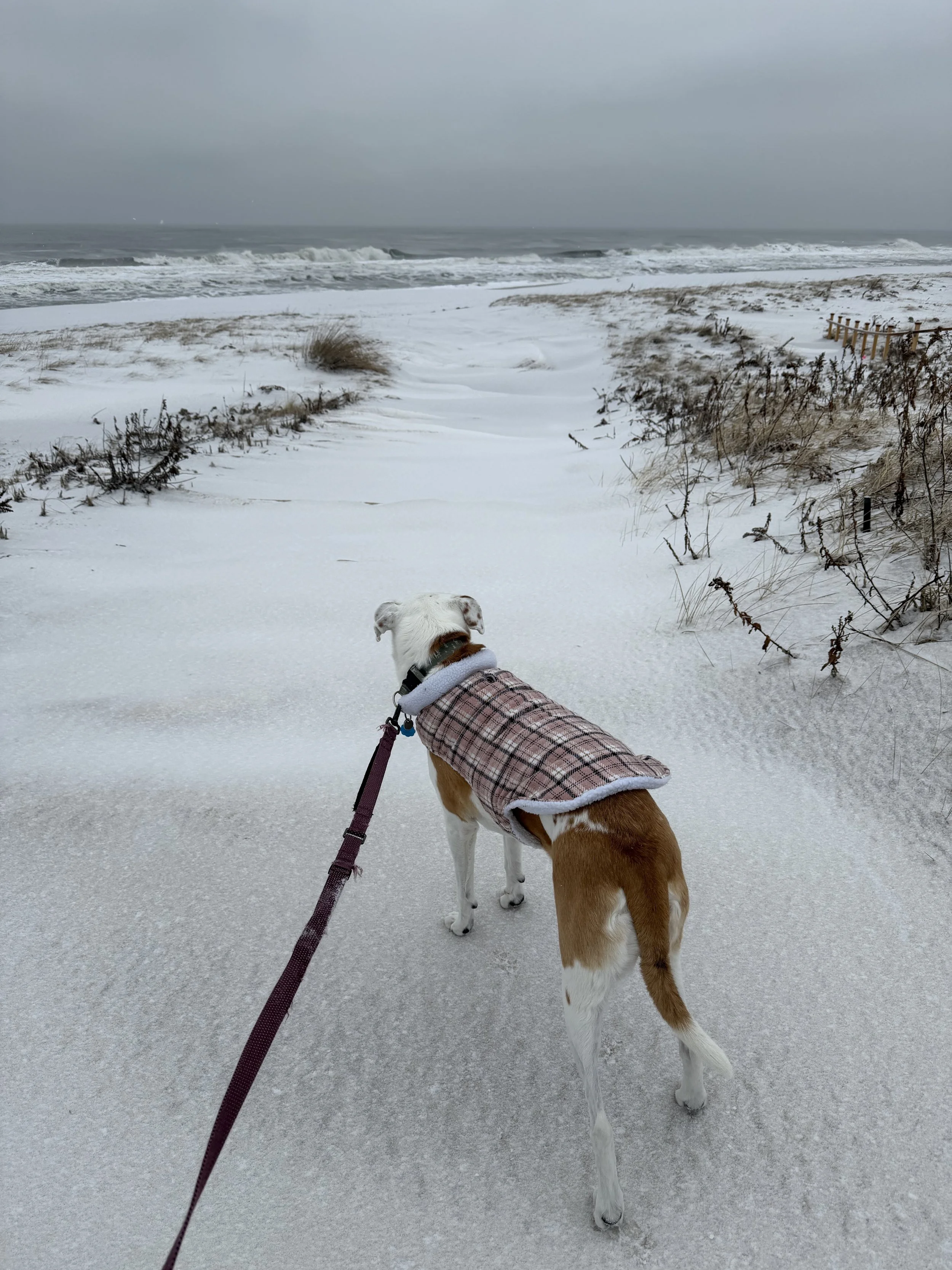 Dog in snow looking at the ocean