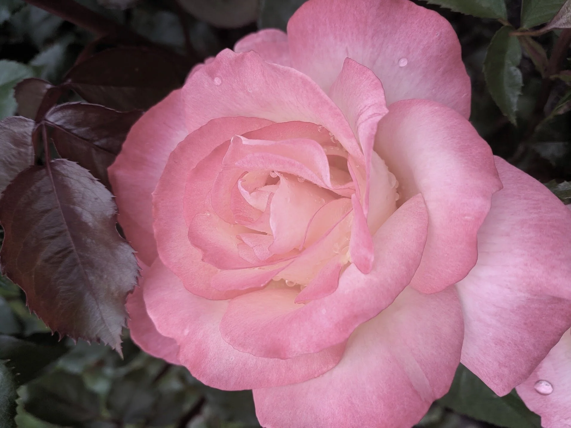 Rose.jpeg