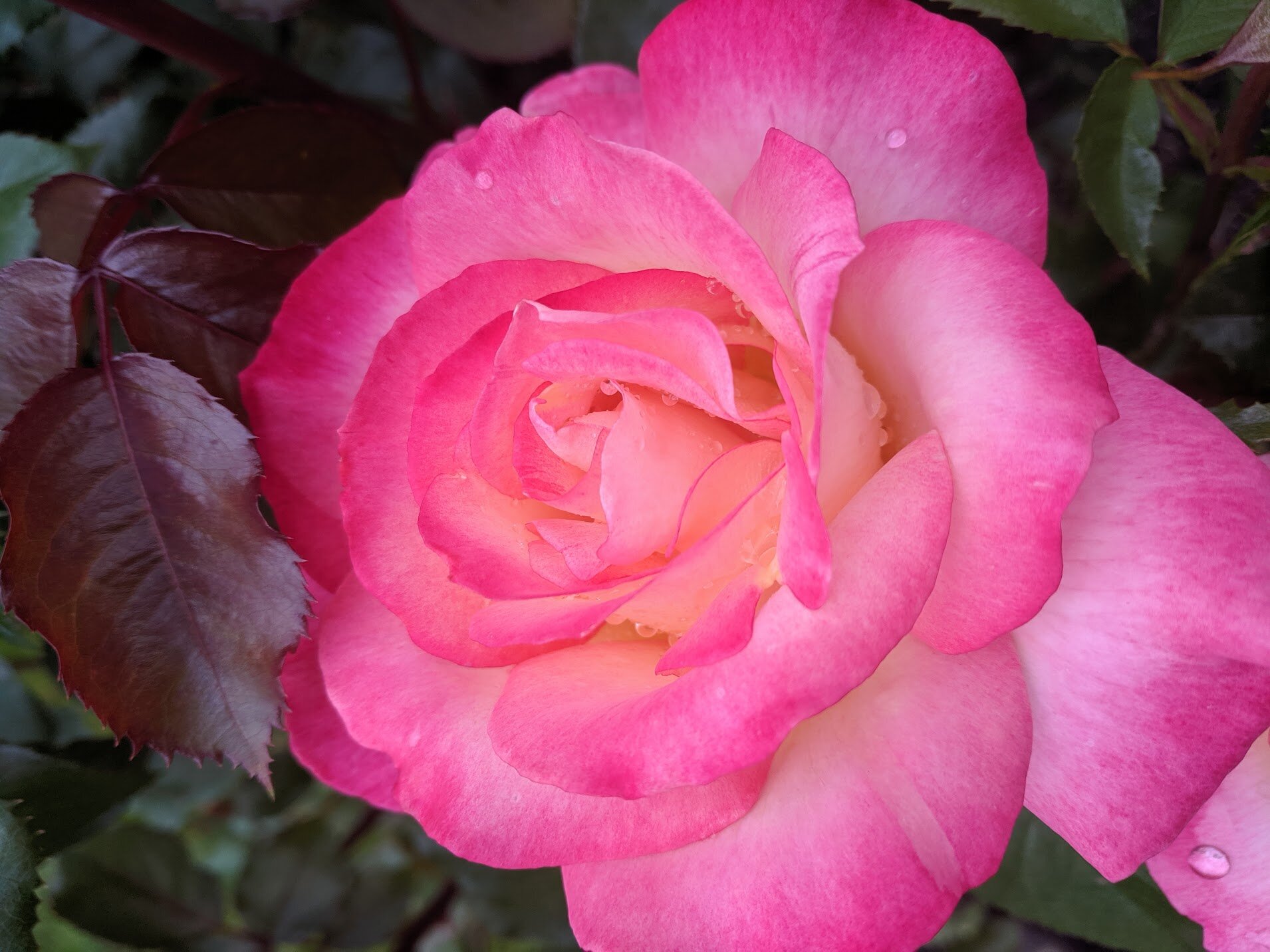 Heart Chakra Sound Journey (Guided - 30min)