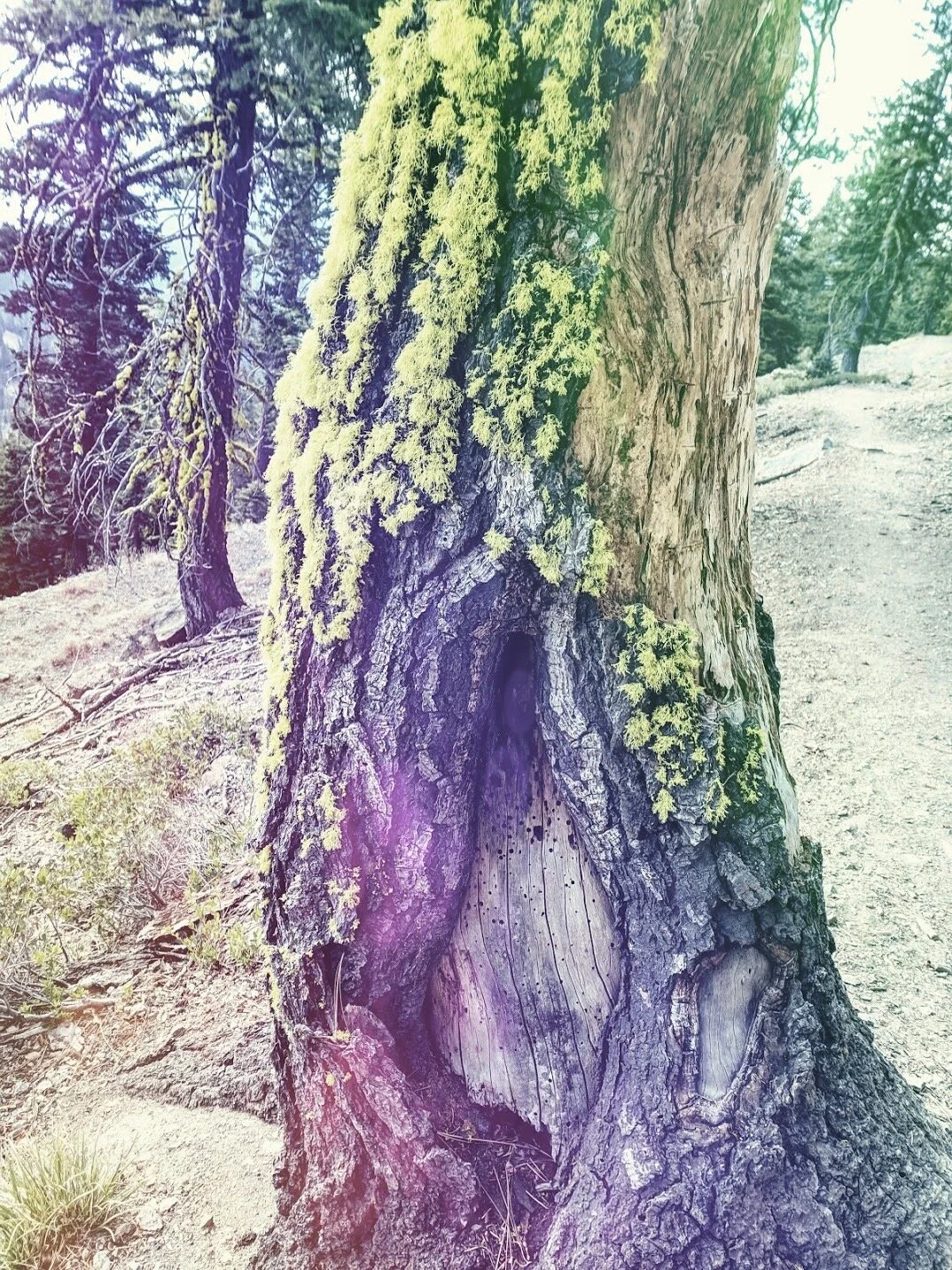 GroundingRootMeditationTree.jpeg