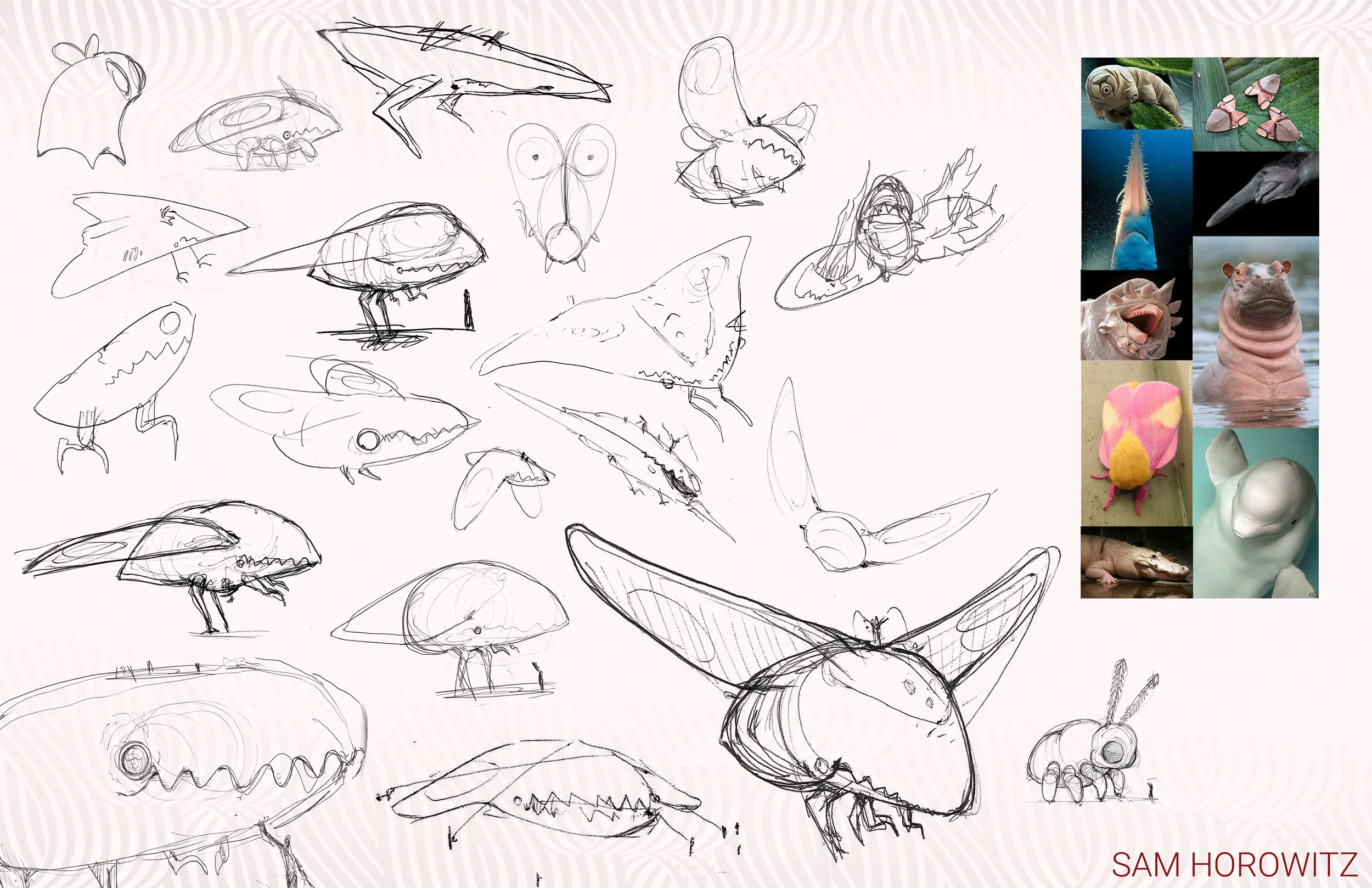 moth sketch.jpg