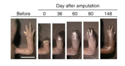 A newt can regenerate its limbs throughout its lifetime, but how it does so changes after metamorphosis. Read the paper by Tanaka et al. (2016) at Nature Communications here . 