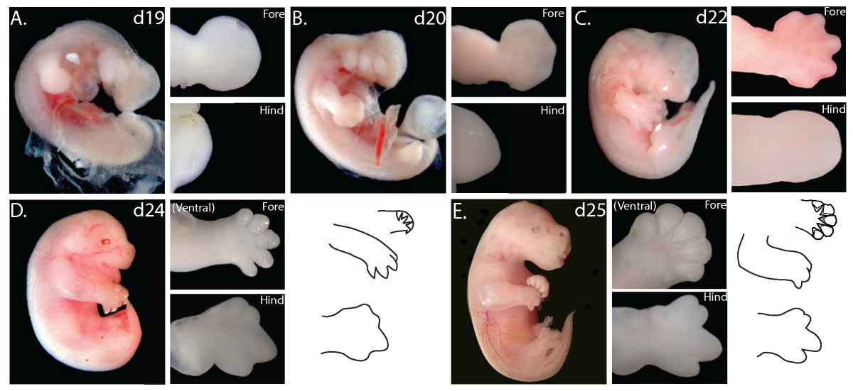 Limb development of the Tammar Wallaby up to the day before "birth" (image E), when the embryo climbs from the uterus to the pouch - from Keng Yih Chew et al. 2012 BMC Developmental Biology Read more about marsupial birth and the lead-up to it at ABC Science , here .