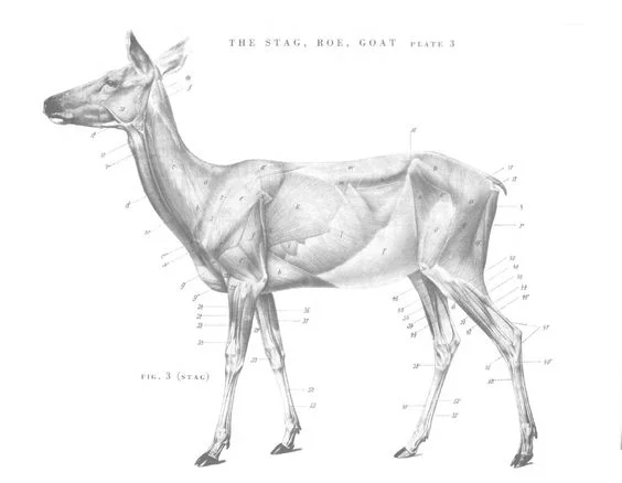 One of my most favourite poems: The Supple Deer, by Jane Hirshfield. Read it at Orion , here . Illustration from An Atlas of Animal Anatomy for Artists, by Wilhelm Ellenberger (1956)
