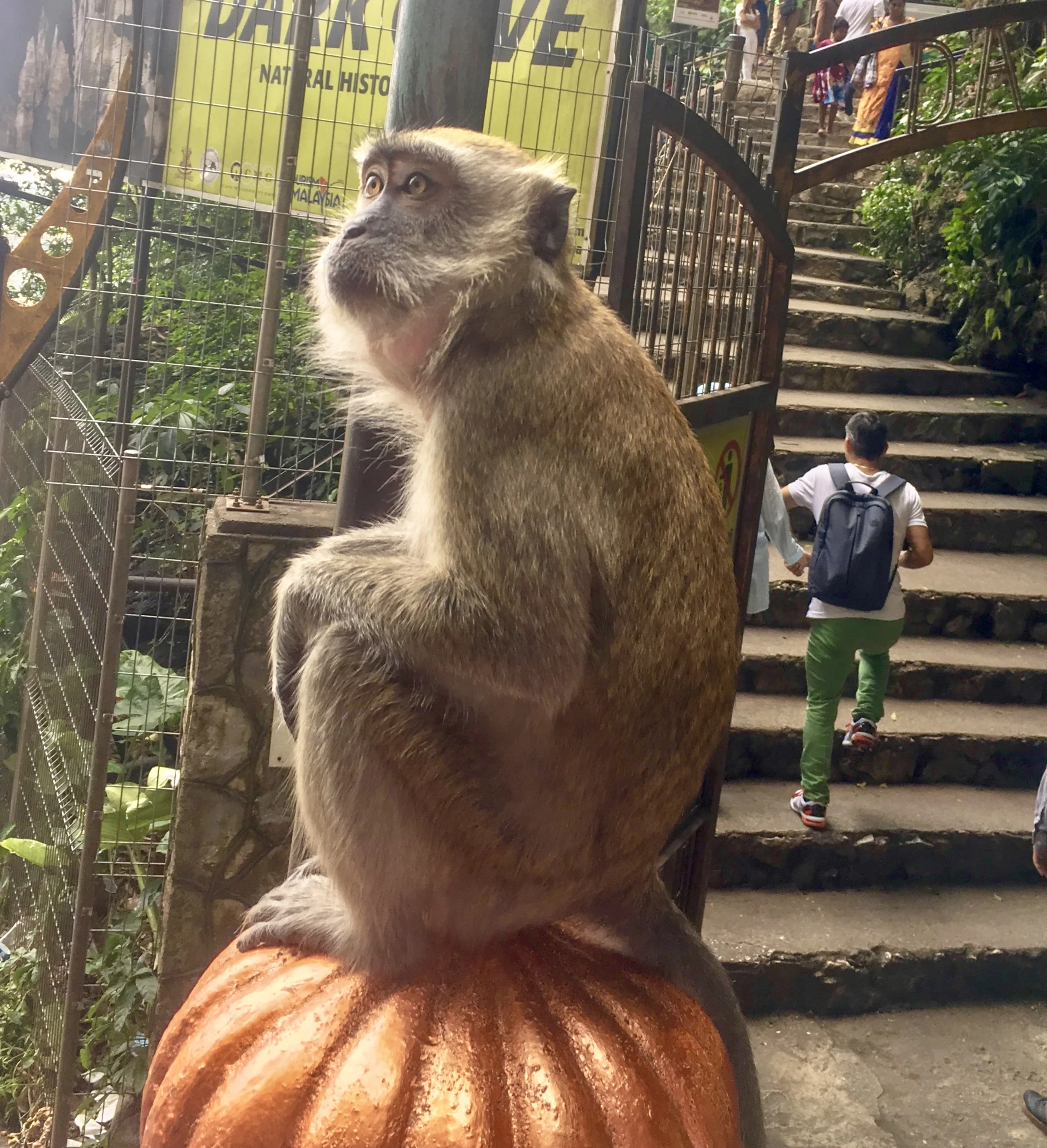 KL.monkey.jpg