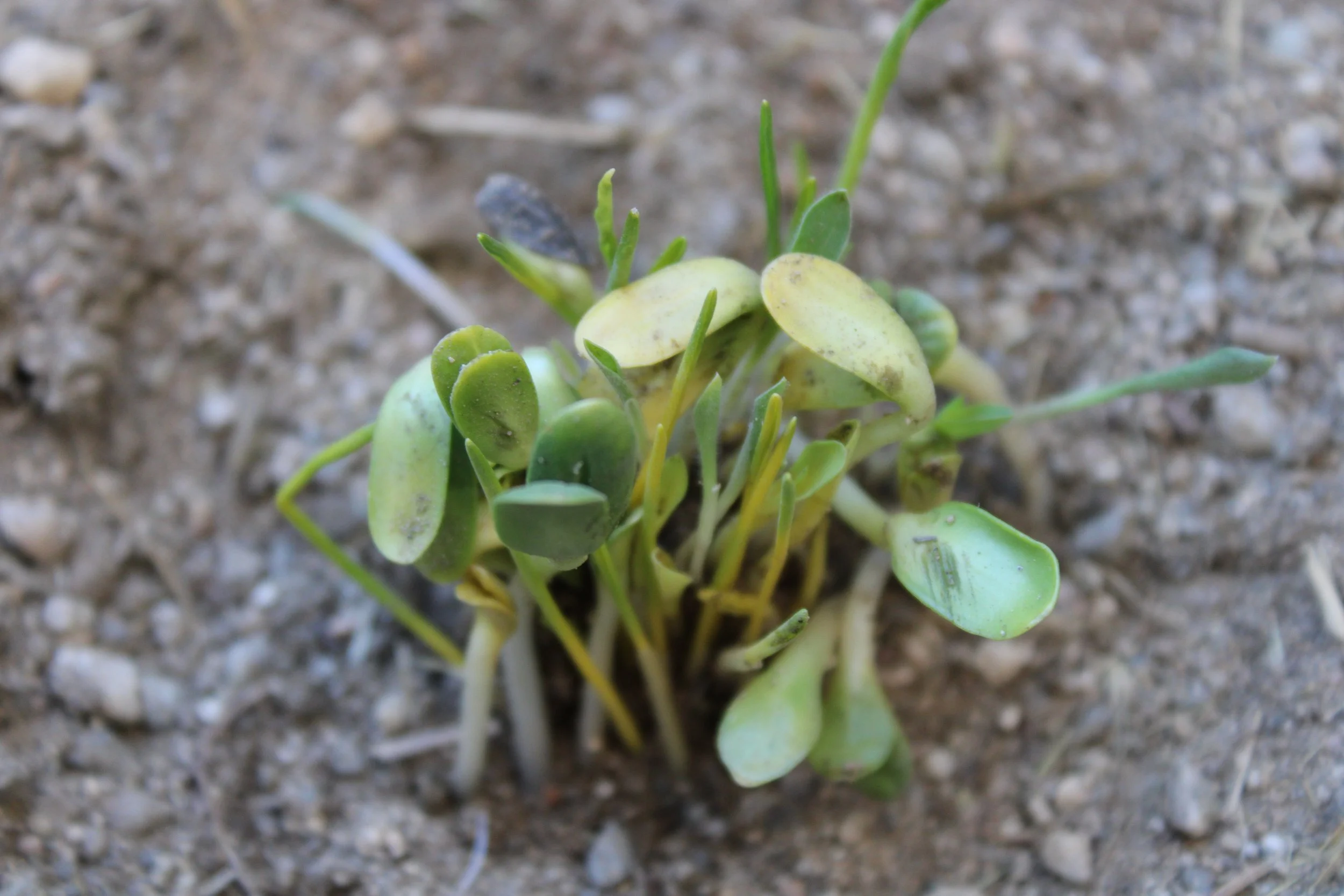 Emma Insauste1 copy.JPG