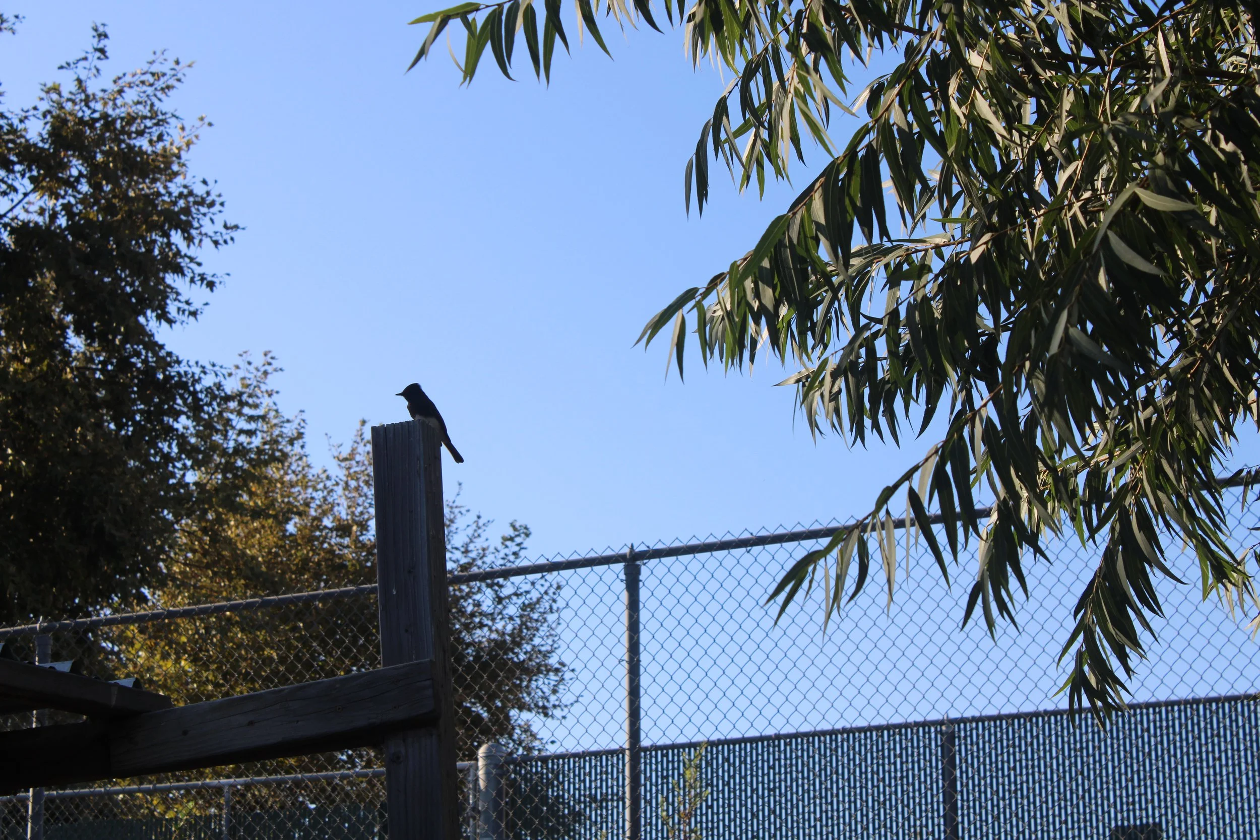 Emma Insauste2 copy.JPG