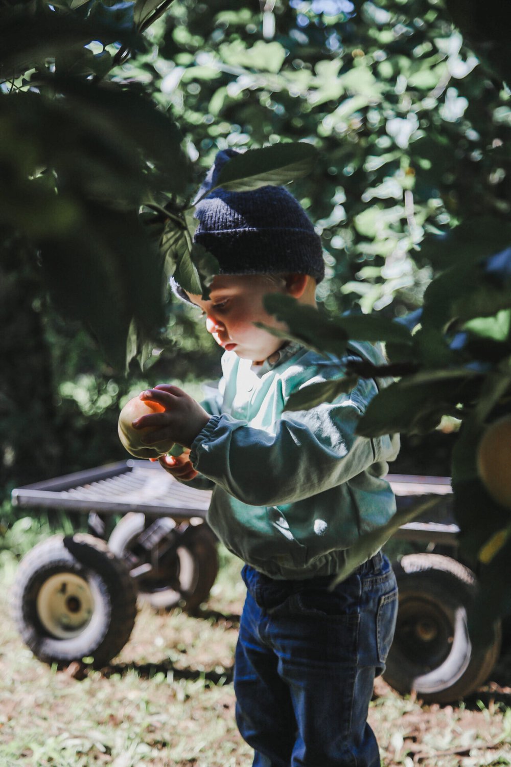 Apple Picking | Forever Fuller