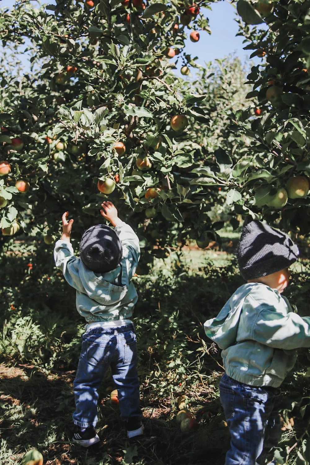Apple Picking | Forever Fuller