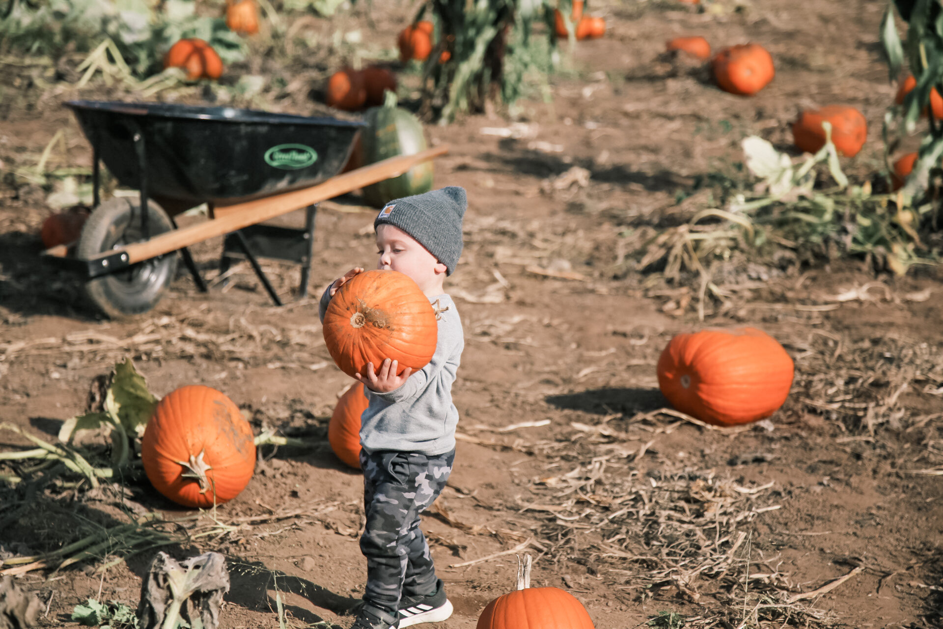 Pumpkin Patch | Forever Fuller