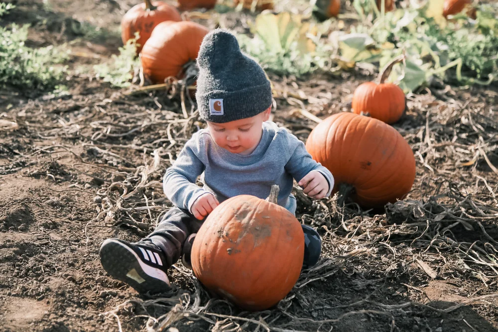 Pumpkin Patch | Forever Fuller