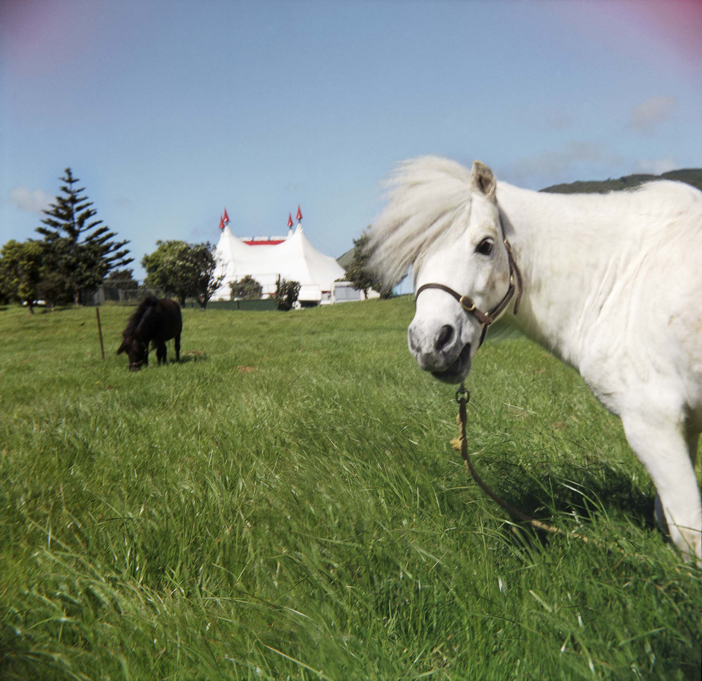 Victoria Birkinshaw, from The Circus series, 2003, digital c-type print, private collection