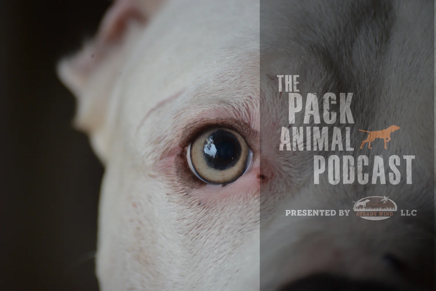 The Beautiful Bullie Breeds episode artwork