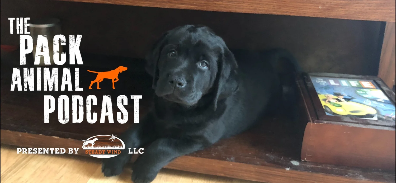 Understanding The Hunting Breeds episode artwork