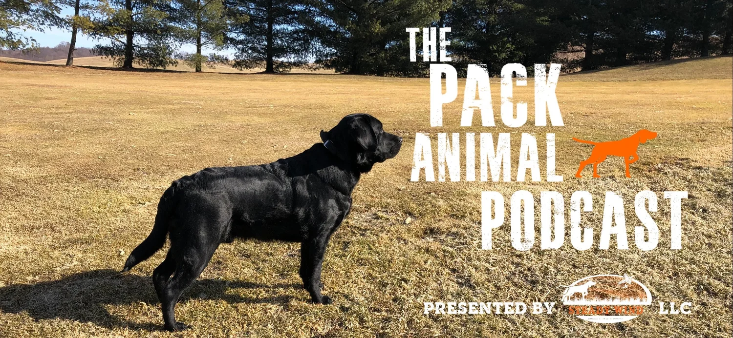 A Genetic Look Into The Evolution of Canine Behavior episode artwork