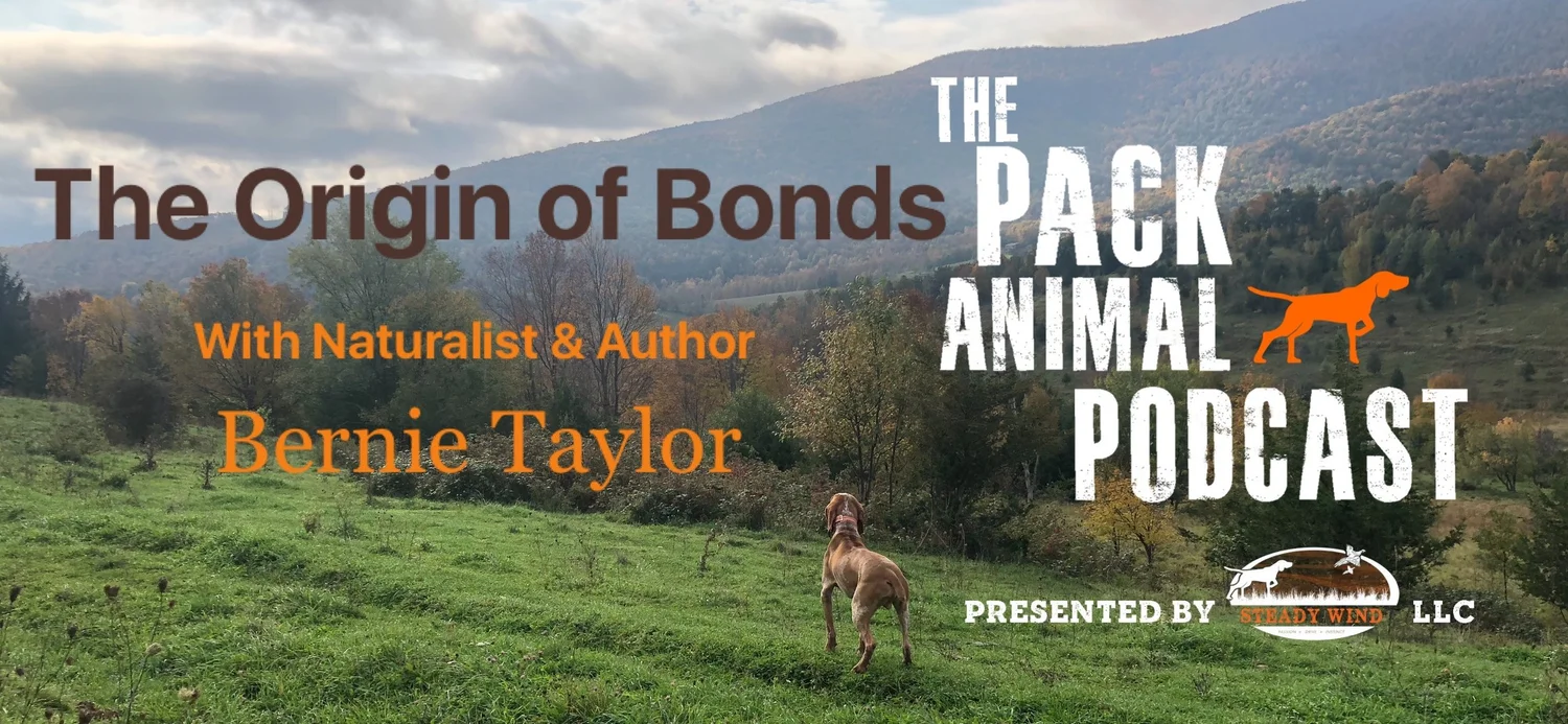 The Origin of Bonds episode artwork