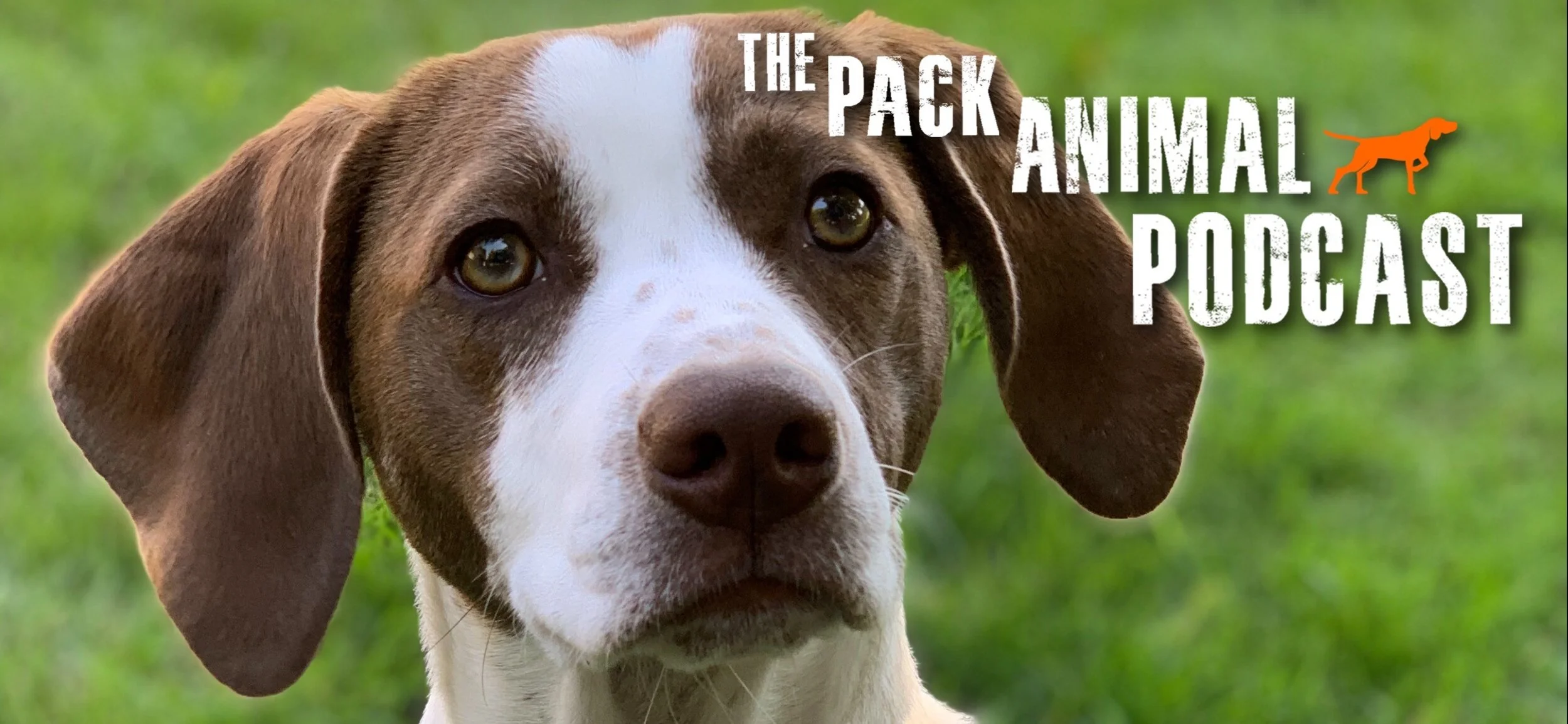 The Lost Dog with Buddha Dog Rescue and Recovery
