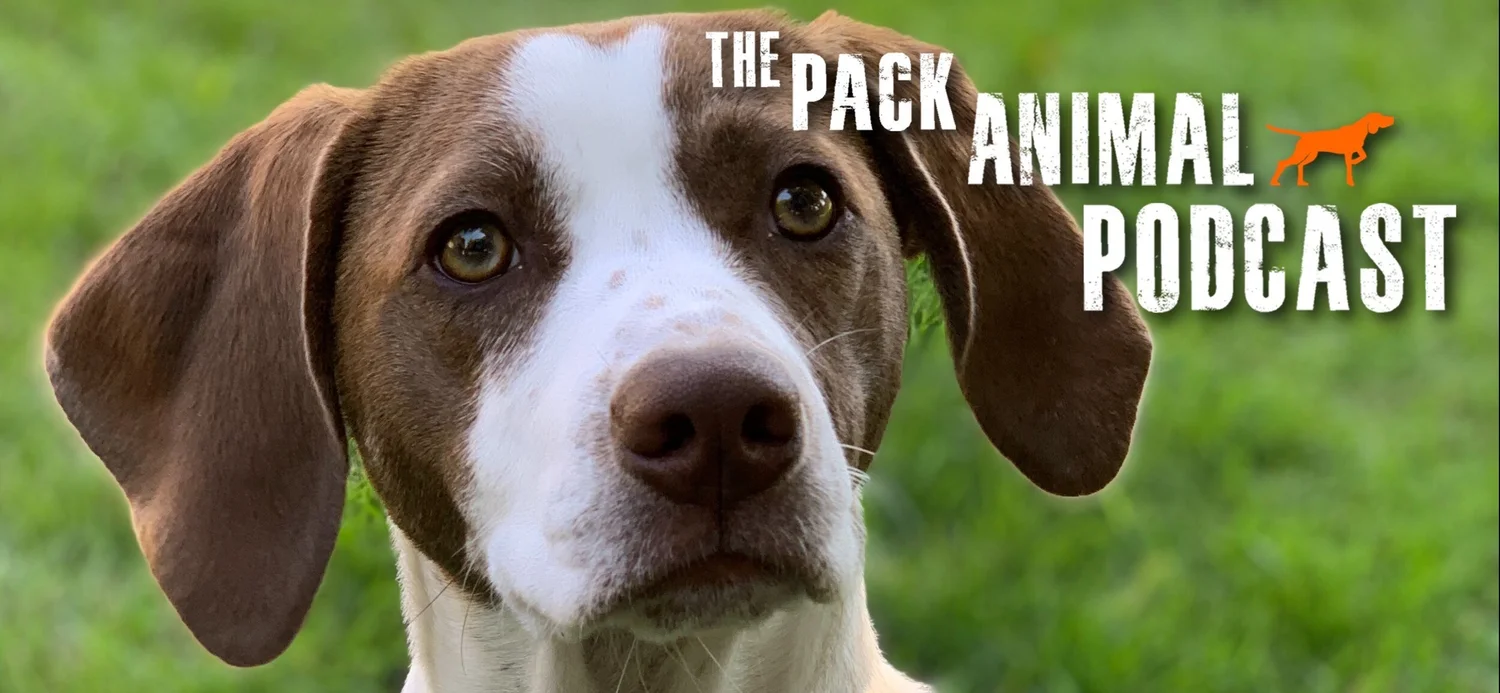 The Lost Dog with Buddha Dog Rescue and Recovery episode artwork