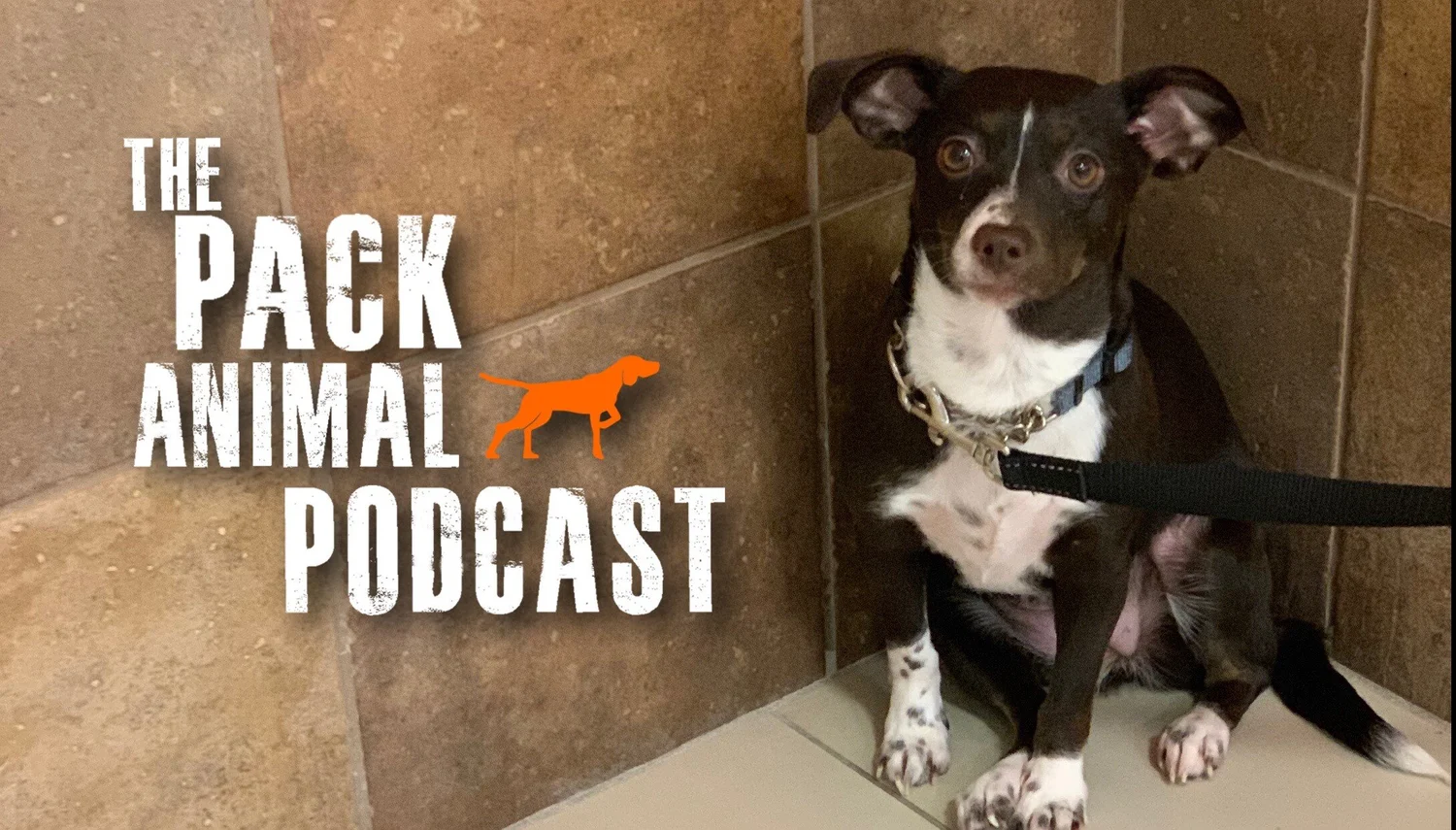 Overcoming Fear episode artwork