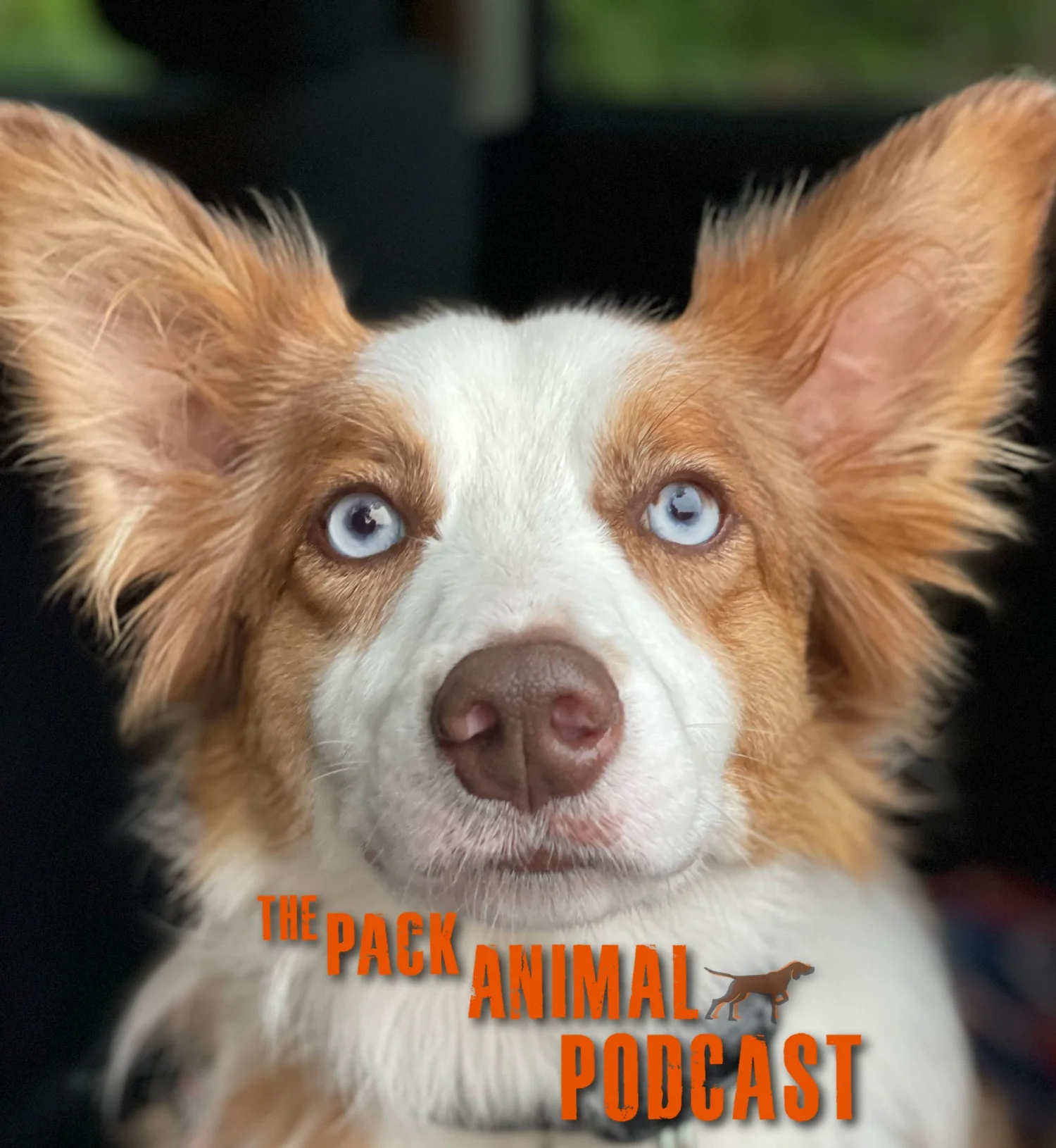 Animal Communication, Is there more than meets the eye? episode artwork