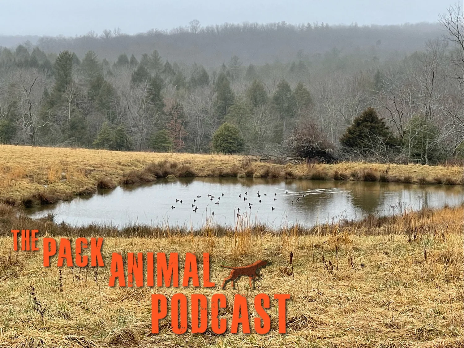 Prairie ecology and forest management episode artwork