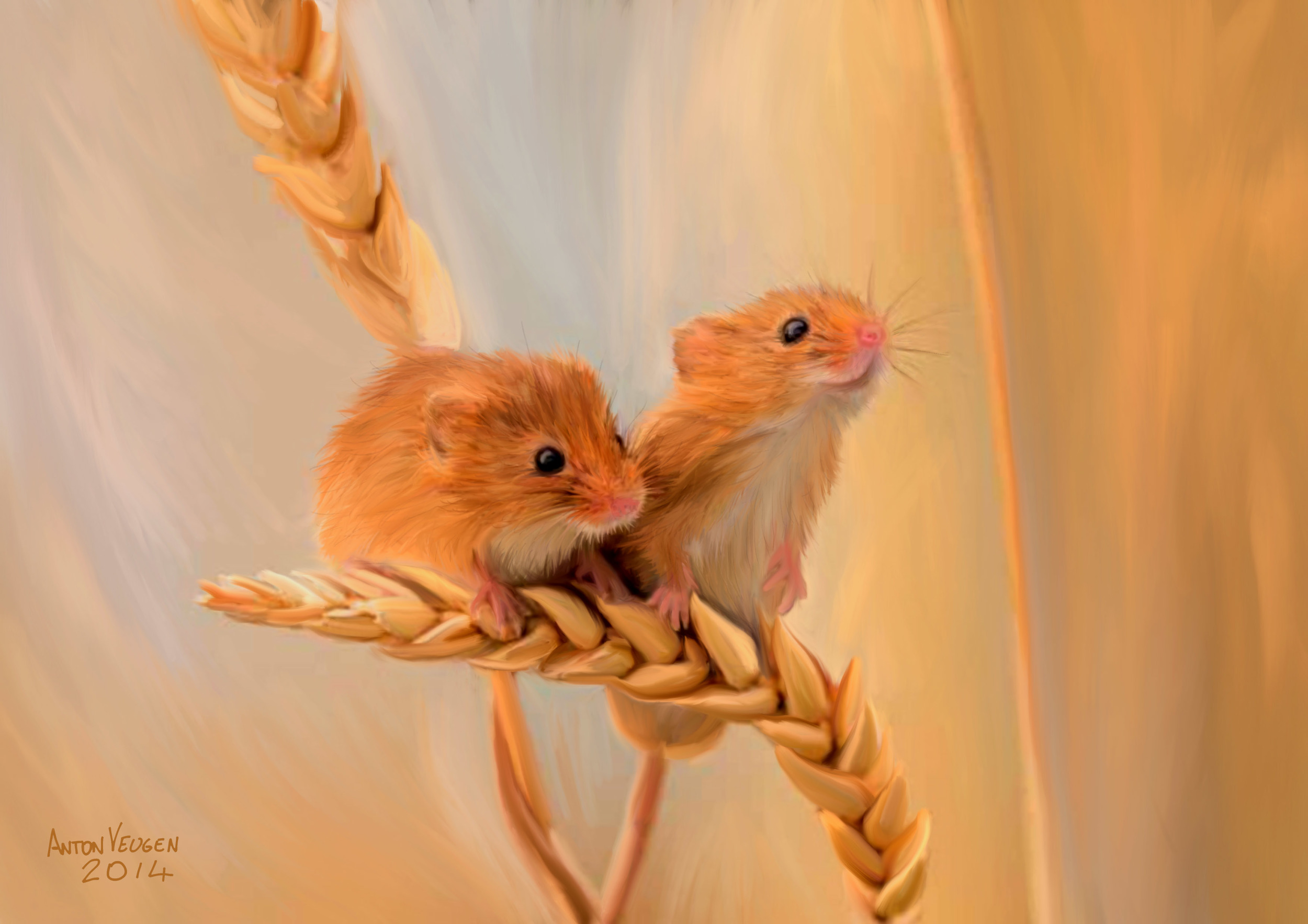 Speculator Triticum.JPG