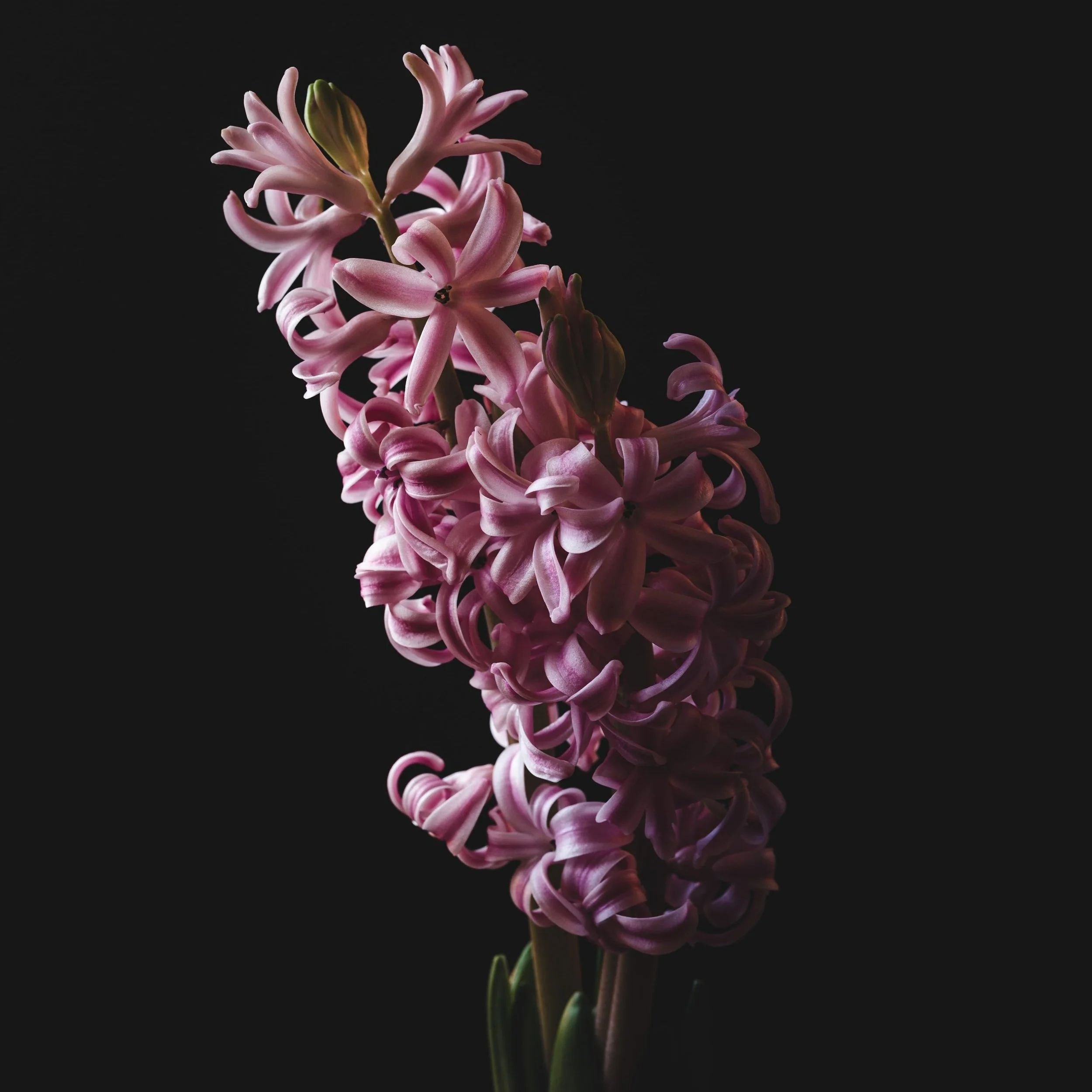 Tomorrow’s Flowers