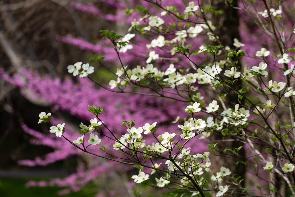 A Sight of Spring