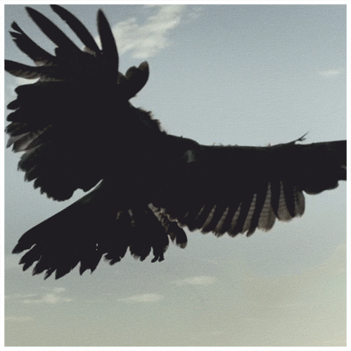 Hawk.gif