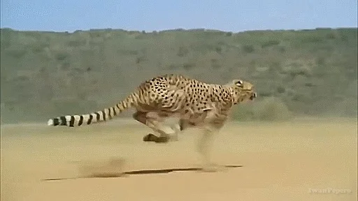 This is the first front leg to go down