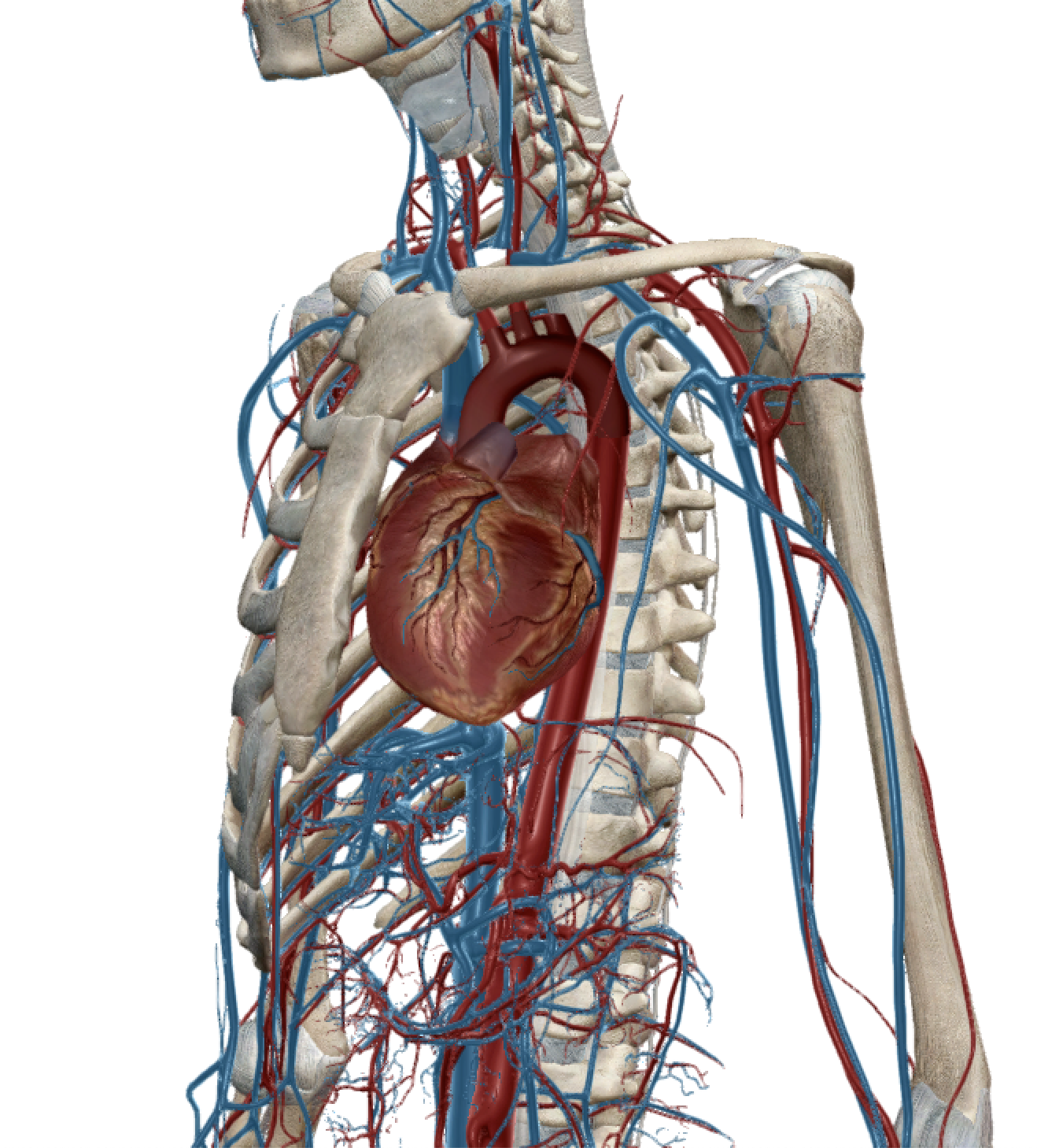 Circulation system.png